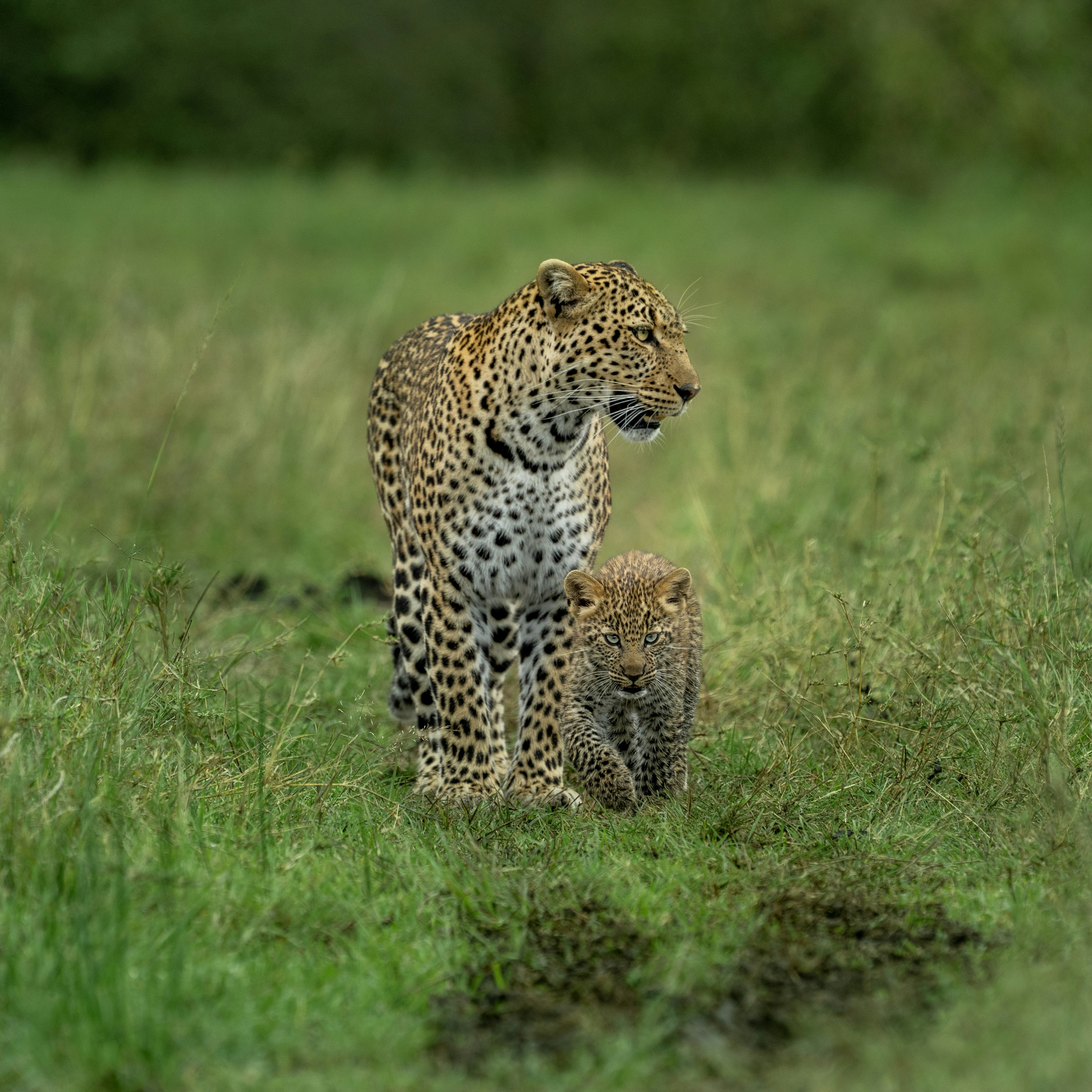 Full-Day Calving Safari in Ndutu – Witness Life Begin