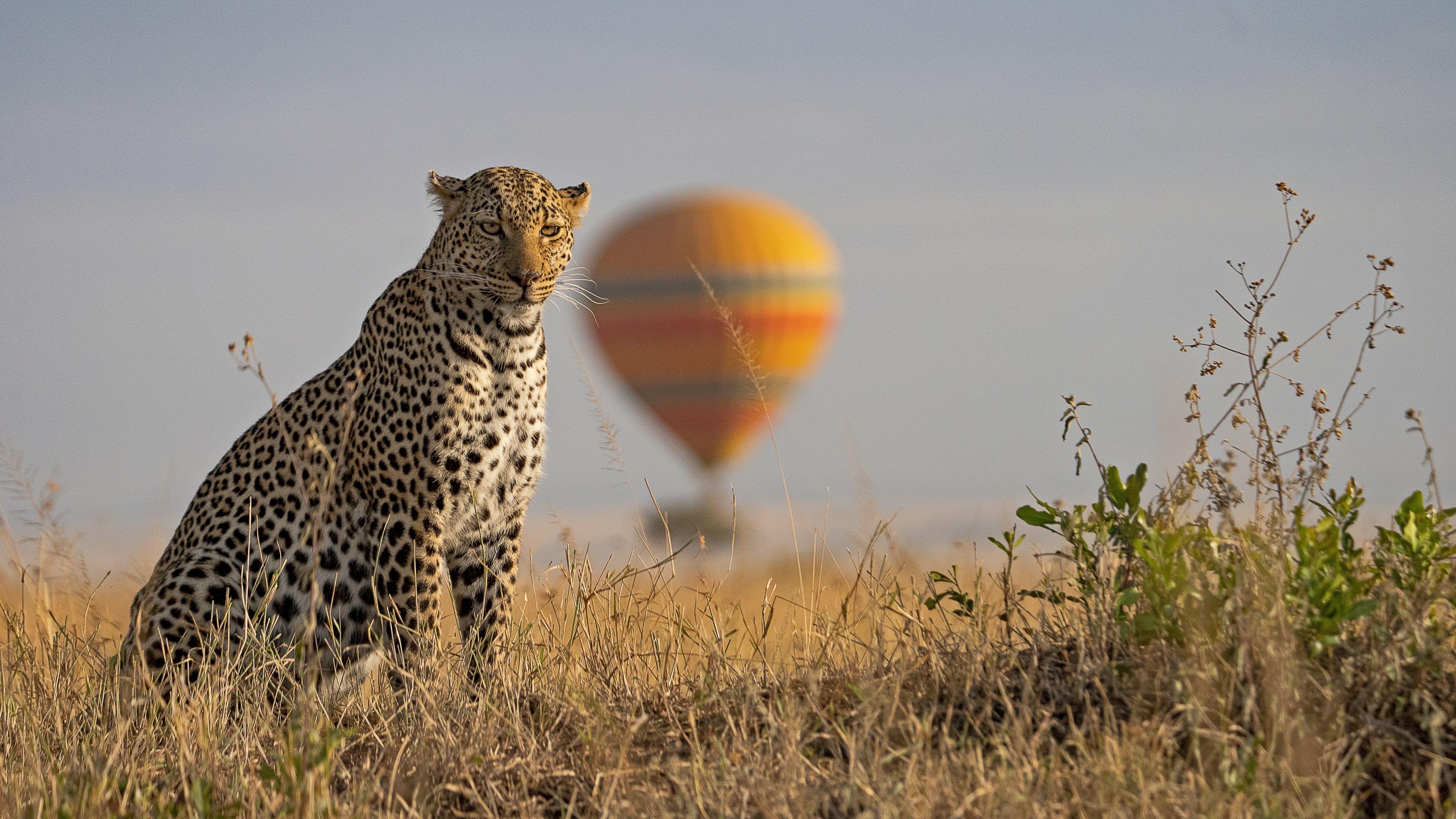 Full-Day Calving Safari in Ndutu – Life & Survival on the Plains
