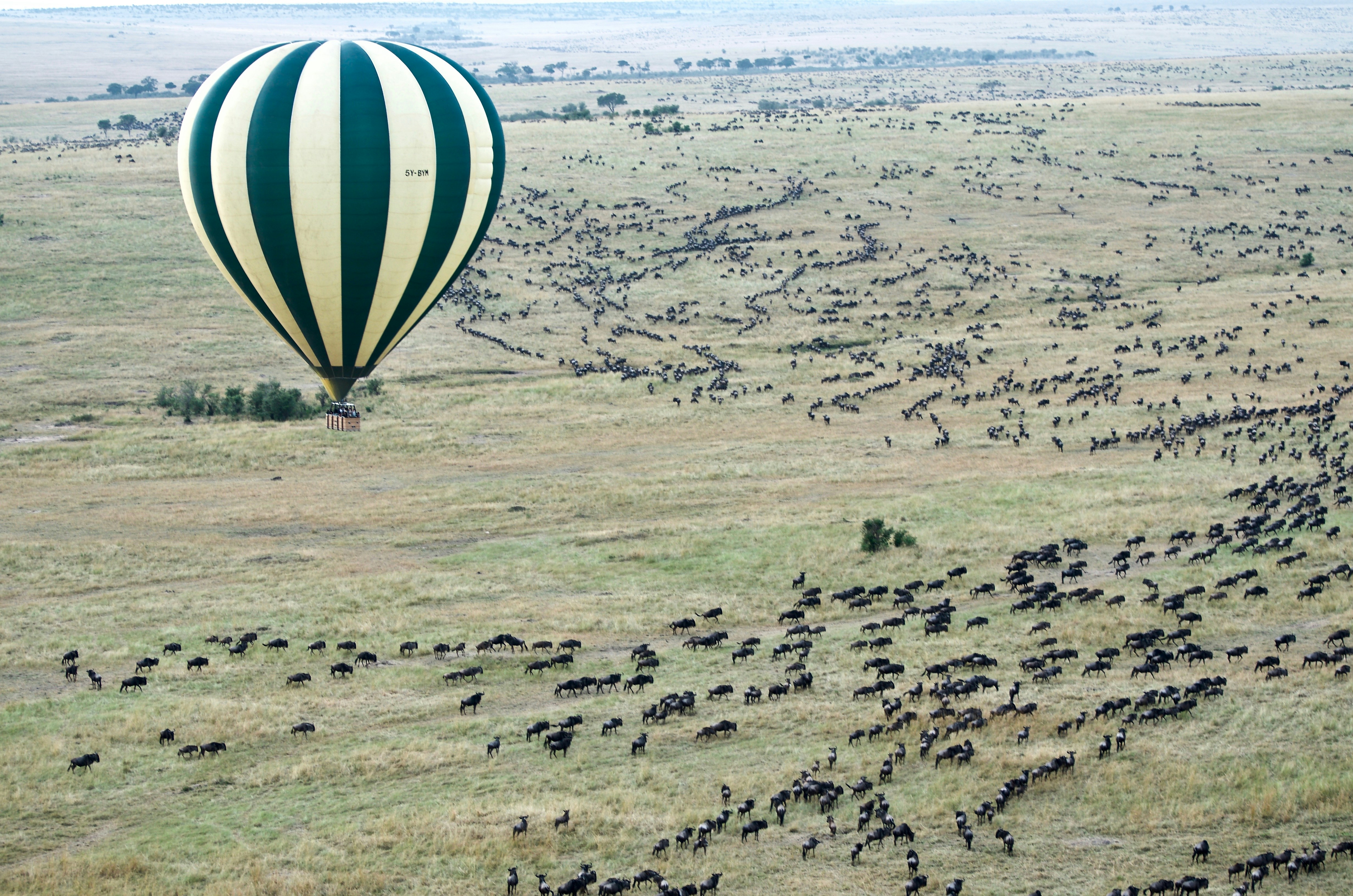 Serengeti – Love in the Wild