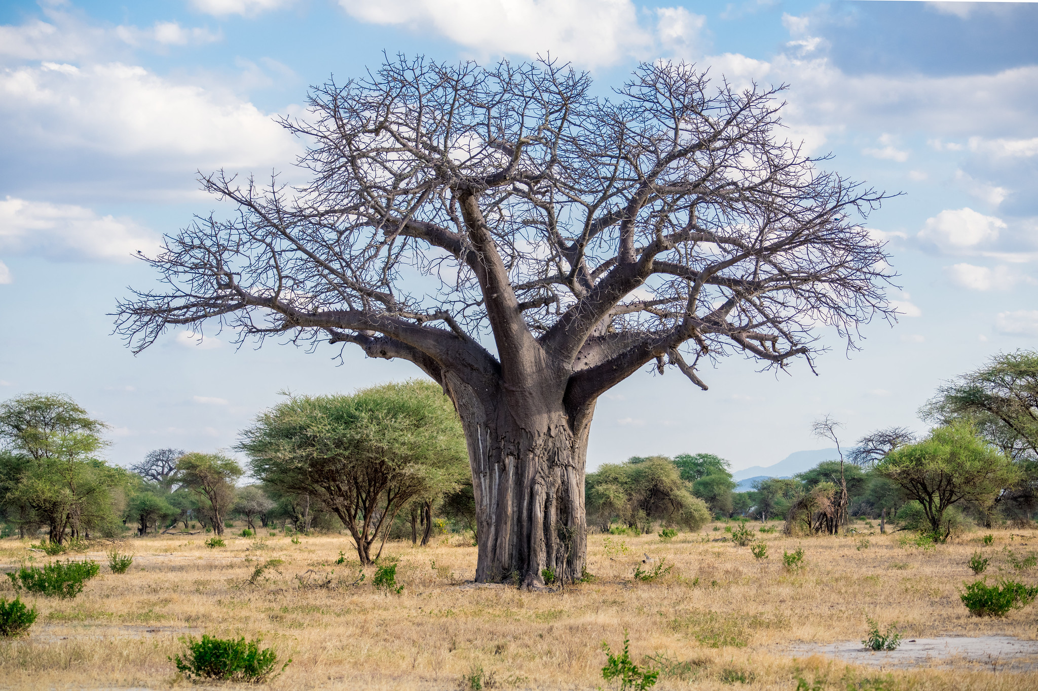 Tarangire Safari: Elephant Herds & Baobab Tree Landscapes