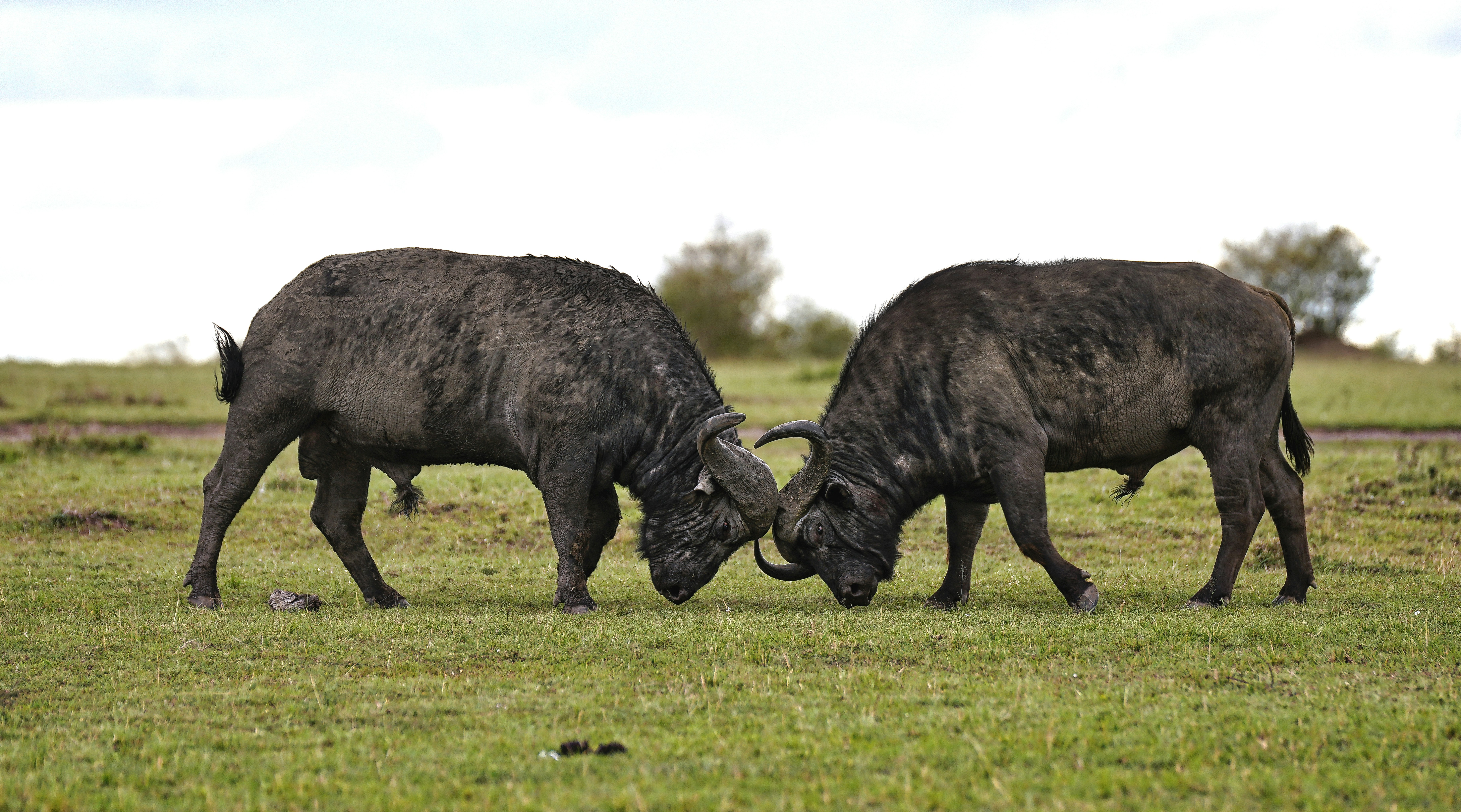 From Central Serengeti to Ngorongoro Highlands