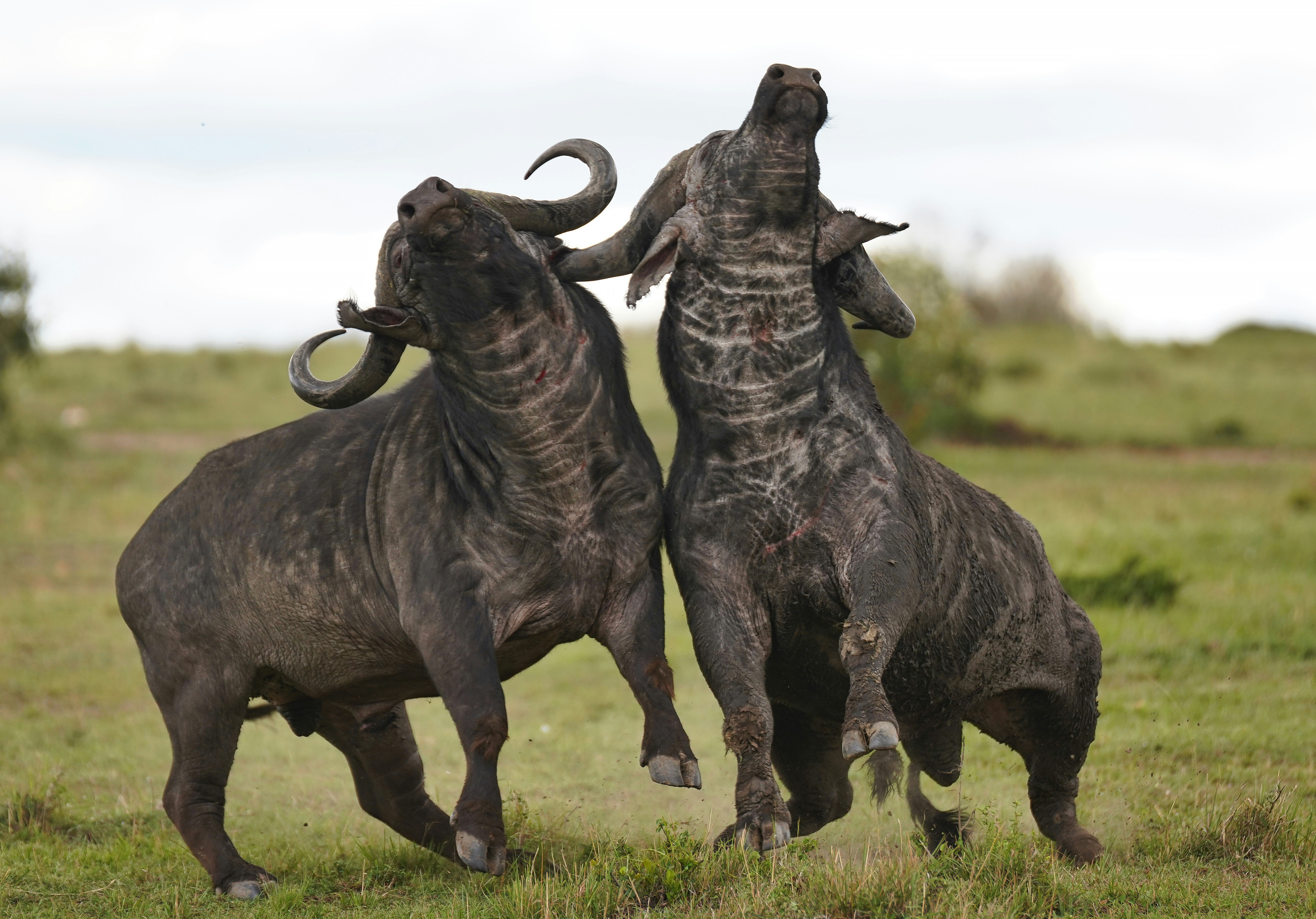 Serengeti National Park (Central & Eastern Regions)