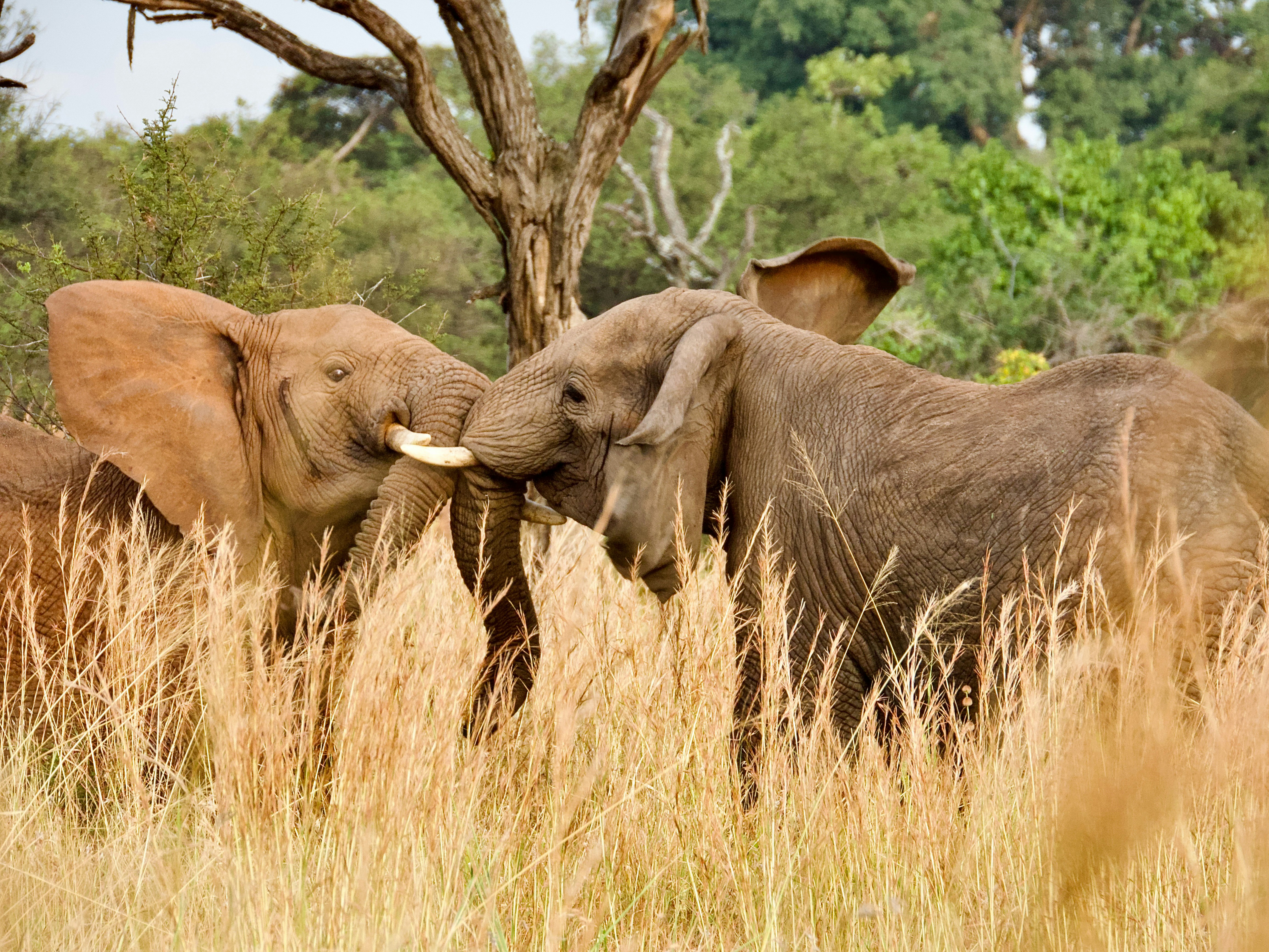 Full-Day Game Drive in Central Serengeti – Big Cats & Scenic Plains
