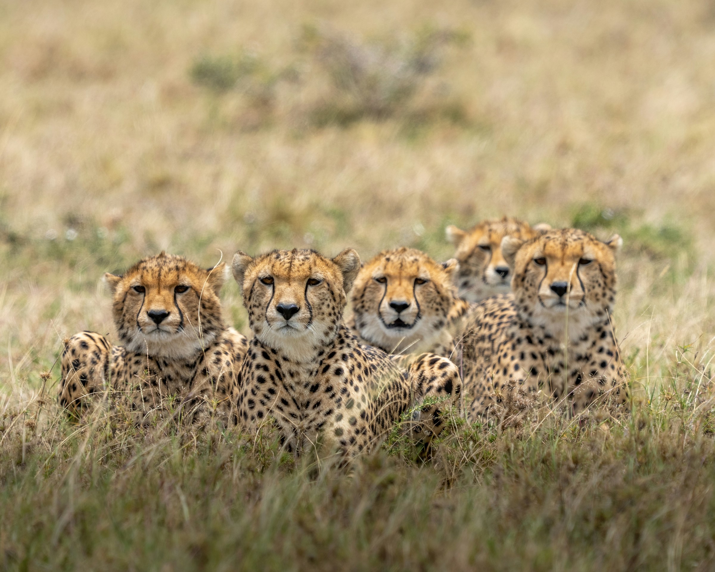 Full-Day Safari in Ndutu – Witness the Miracle of Life — S-Serengeti