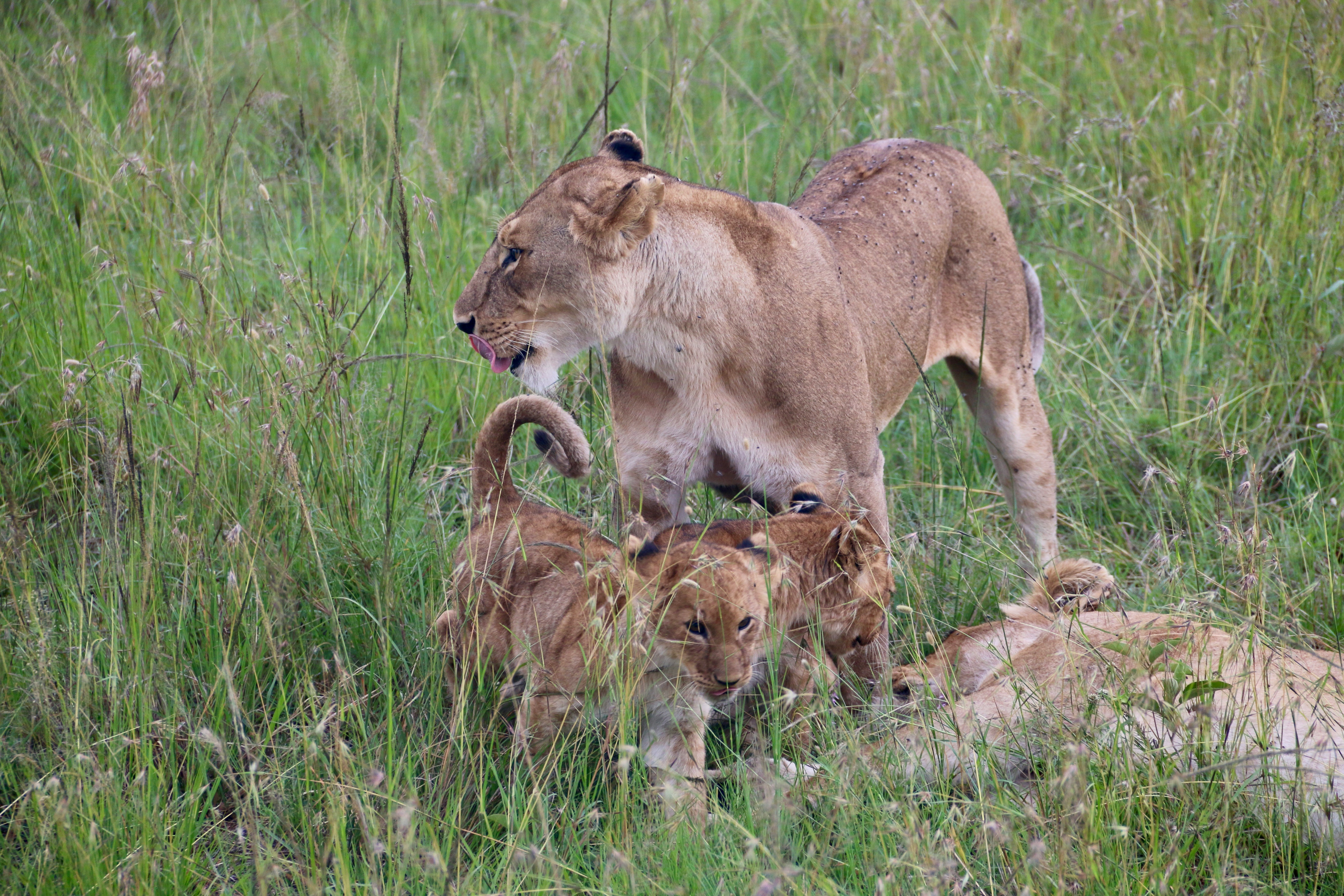 Arusha to Ndutu – Enter the Heart of the Calving Season — S-Serengeti