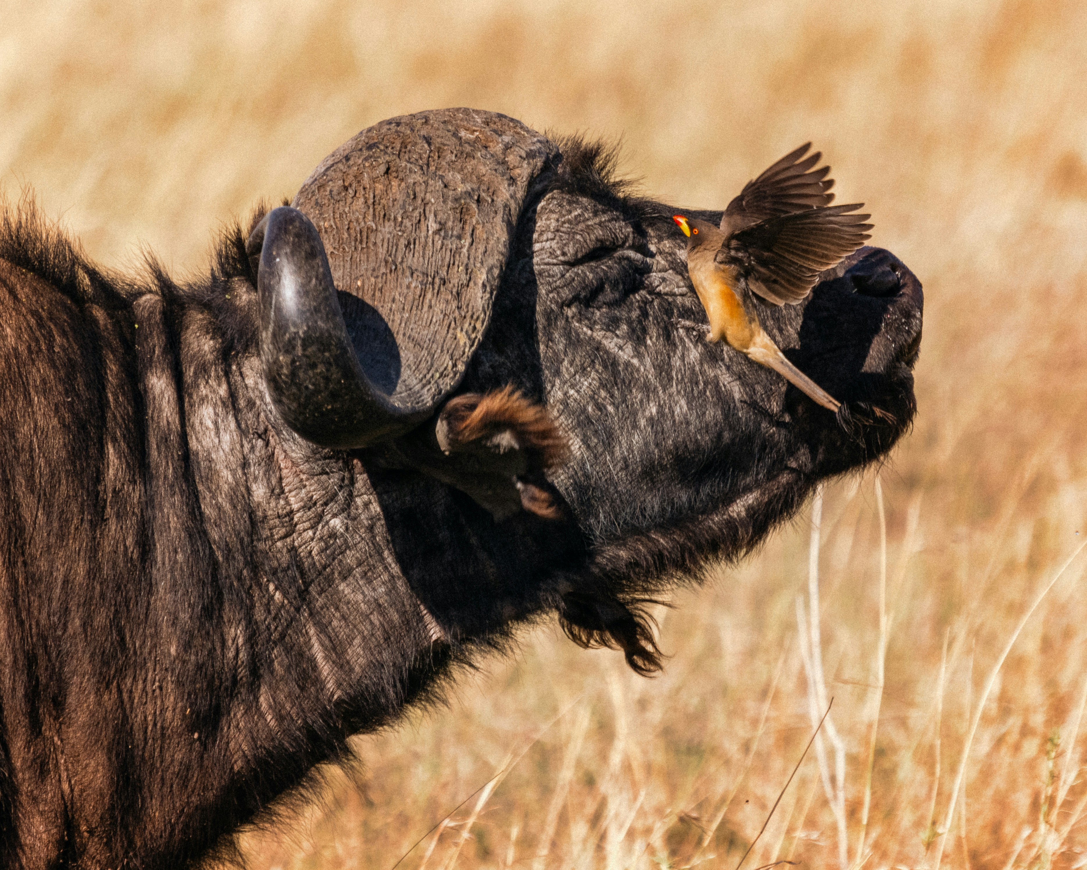 Drive to Ndutu – Enter the Calving Season Hotspot