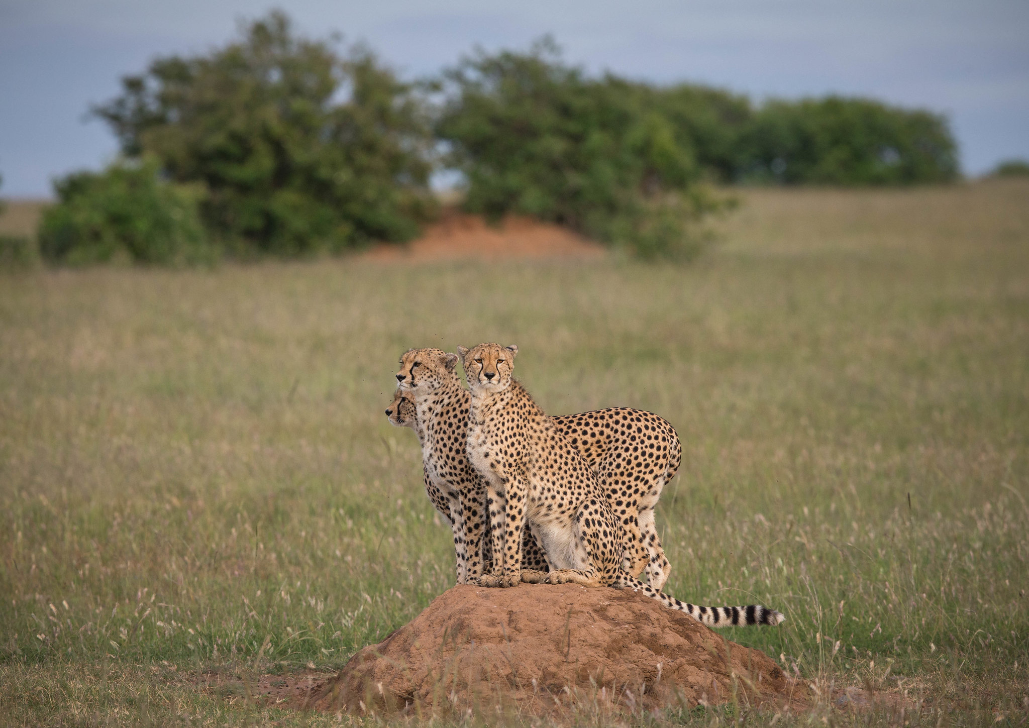 Ndutu Game Drives – Predator Encounters & Endless Plains — S-Serengeti
