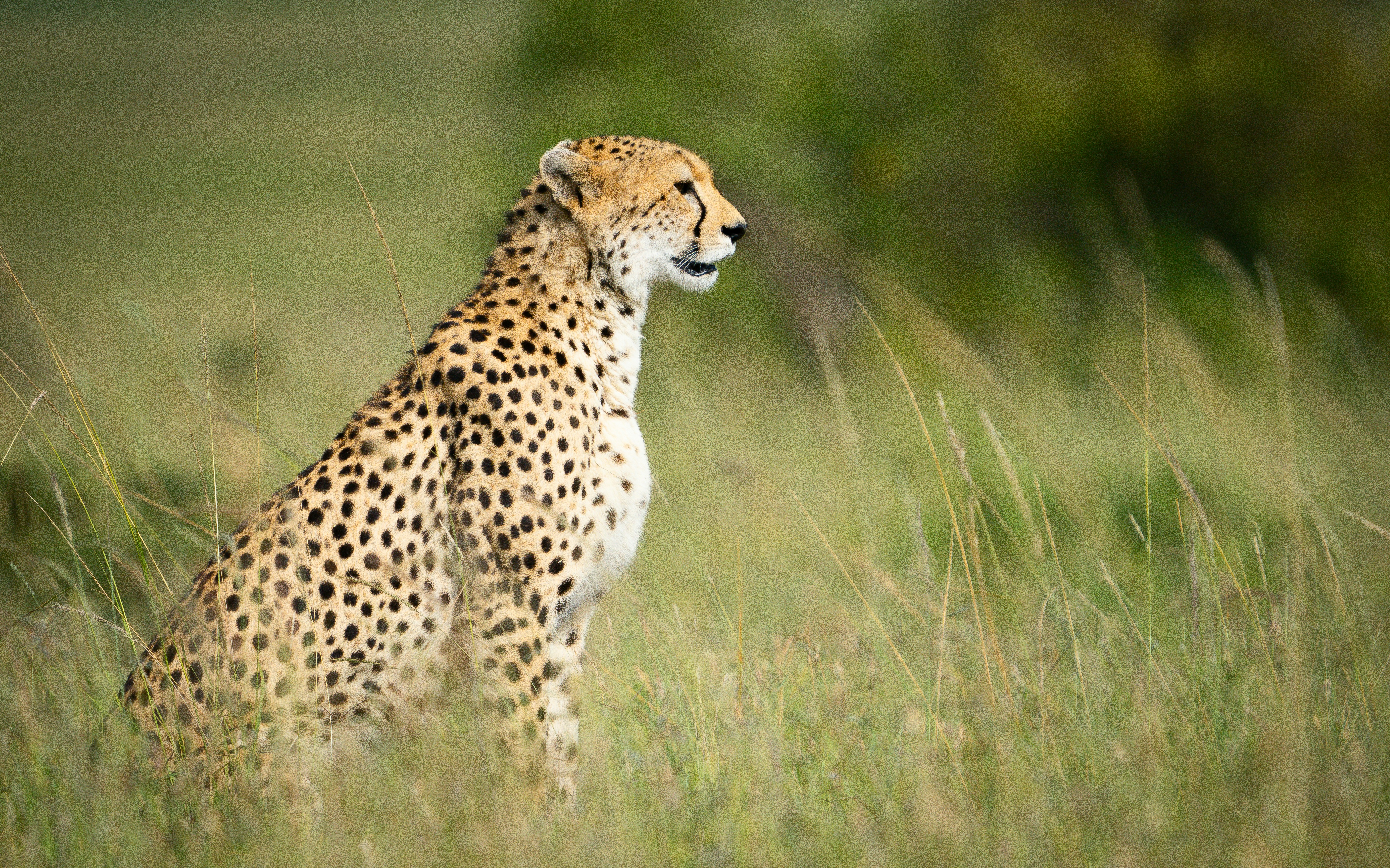 Kogatende - Central Serengeti