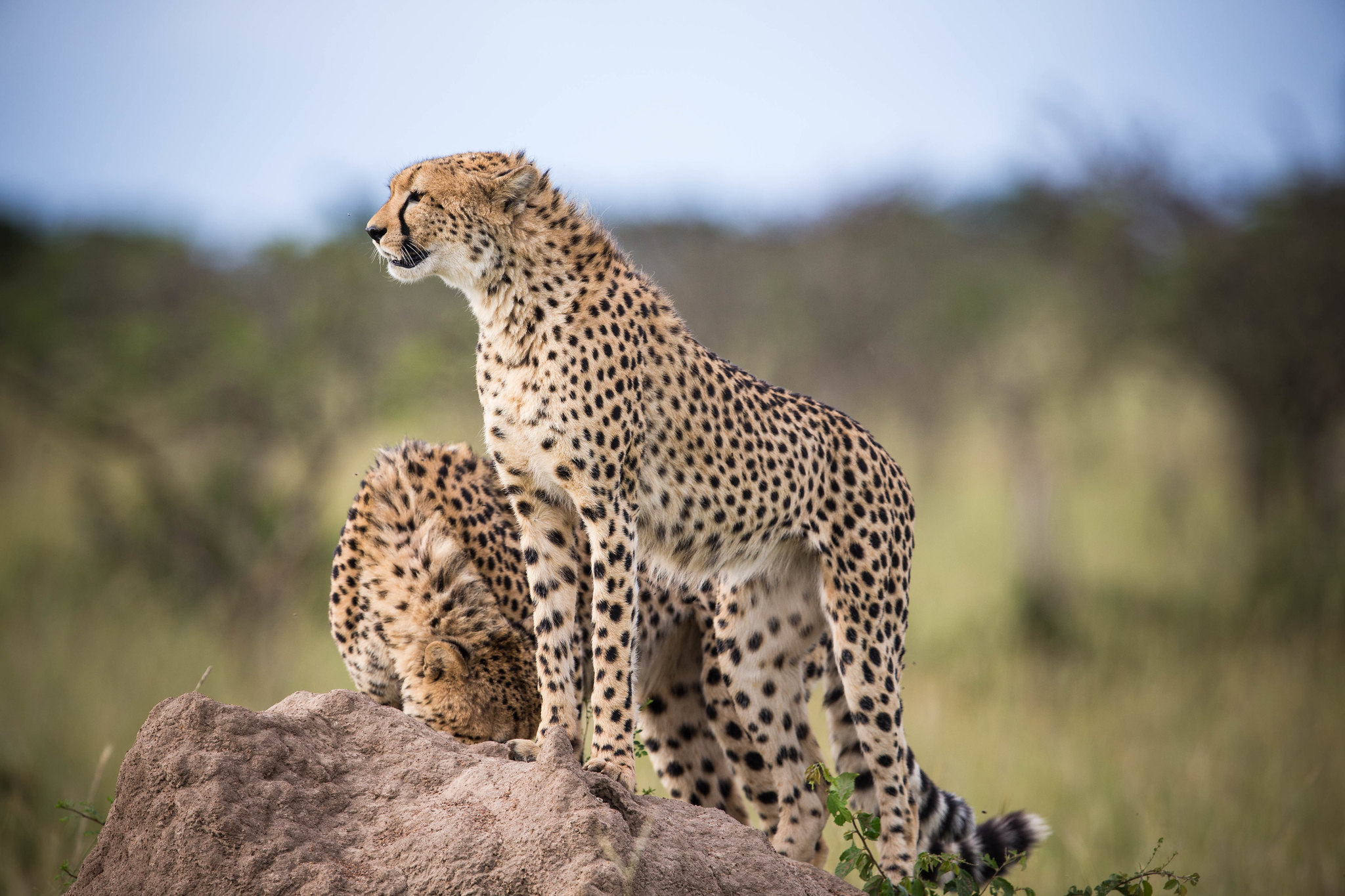 From Northern Serengeti (Kogatende) to Central Serengeti