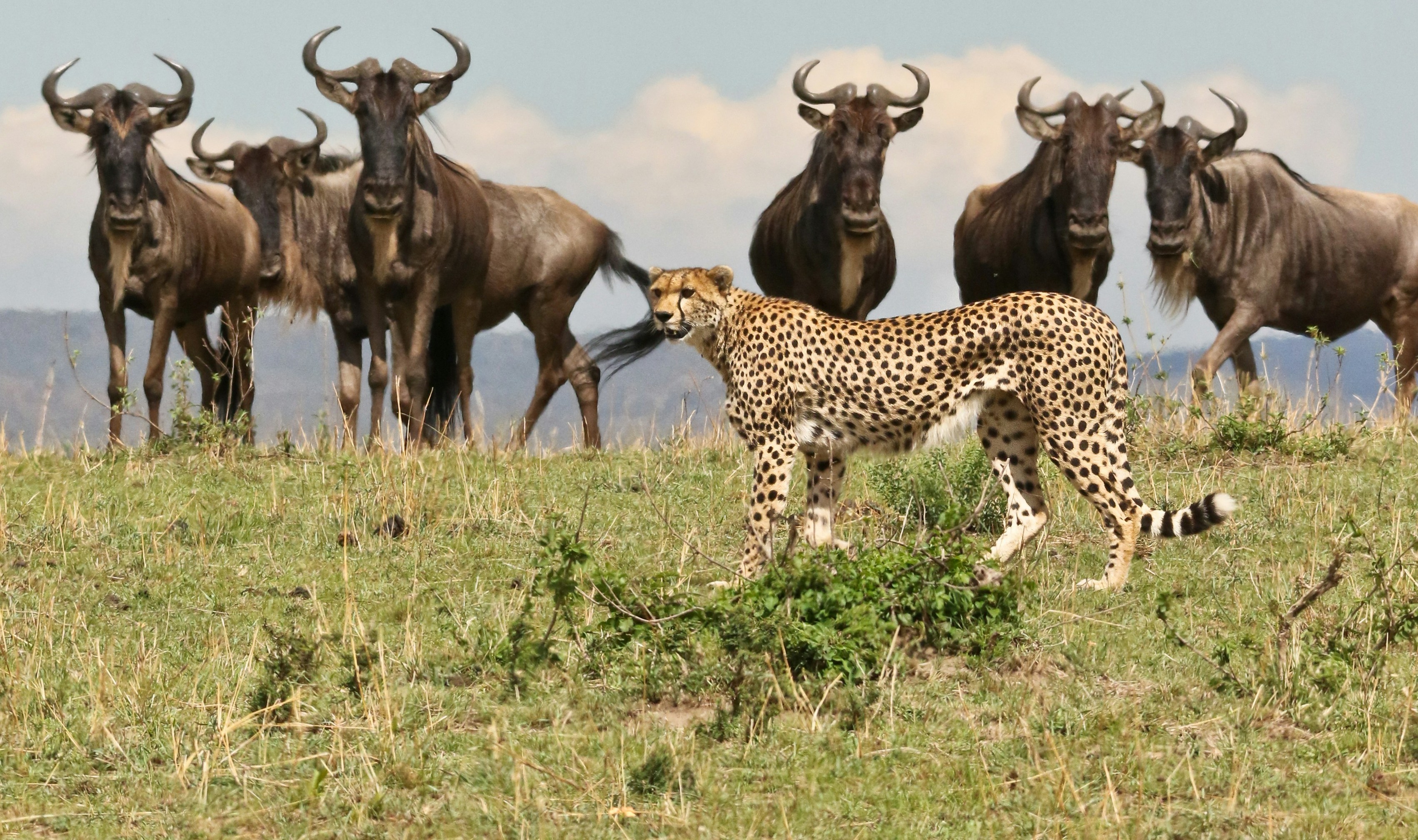 Ngorongoro Crater Safari – Big Five in a Volcanic Caldera