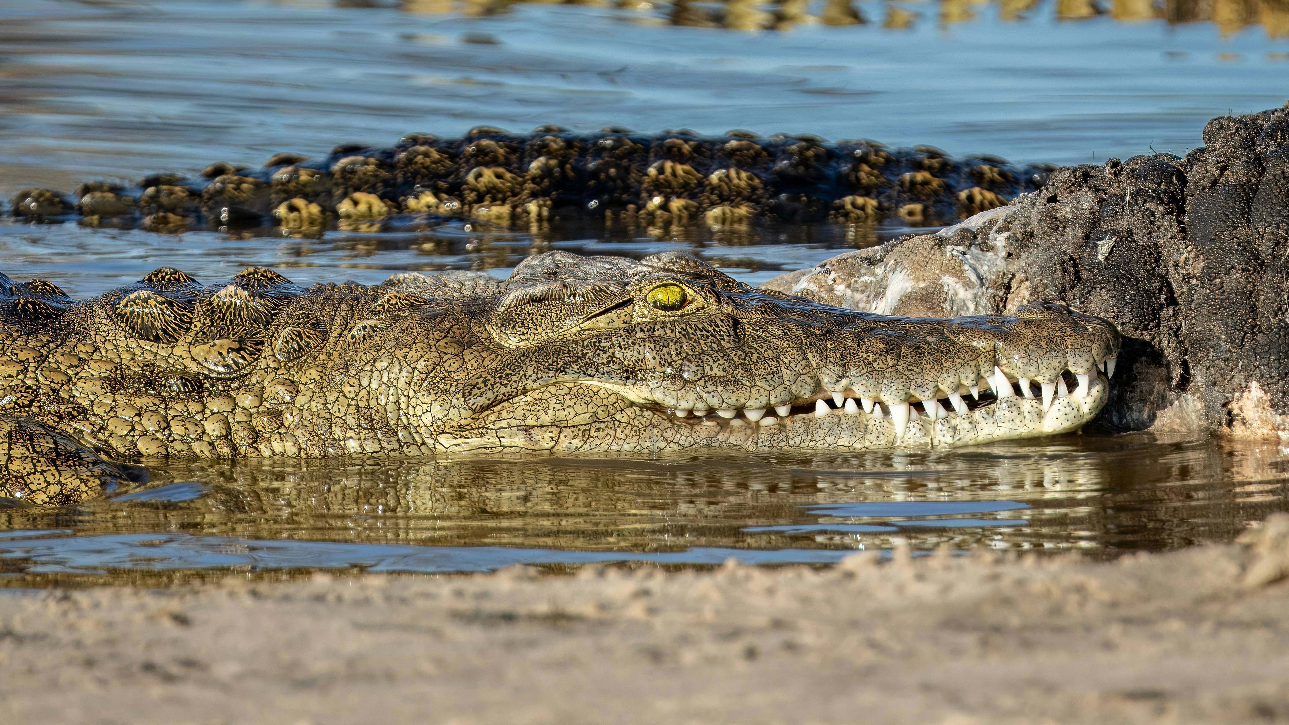 Serengeti Leisure & Wildlife – Your Safari, Your Way
