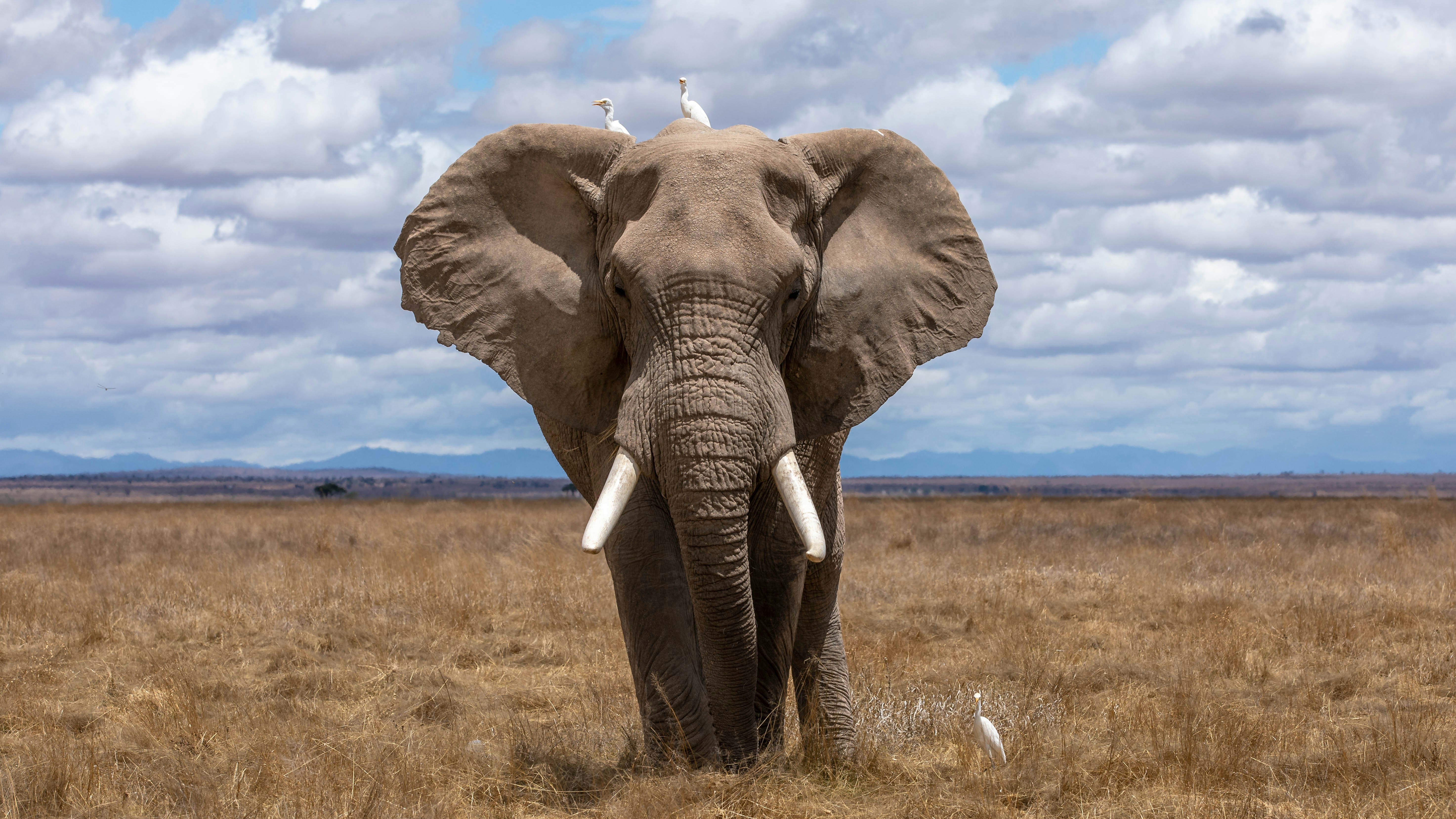 Tarangire National Park – Elephants & Baobabs