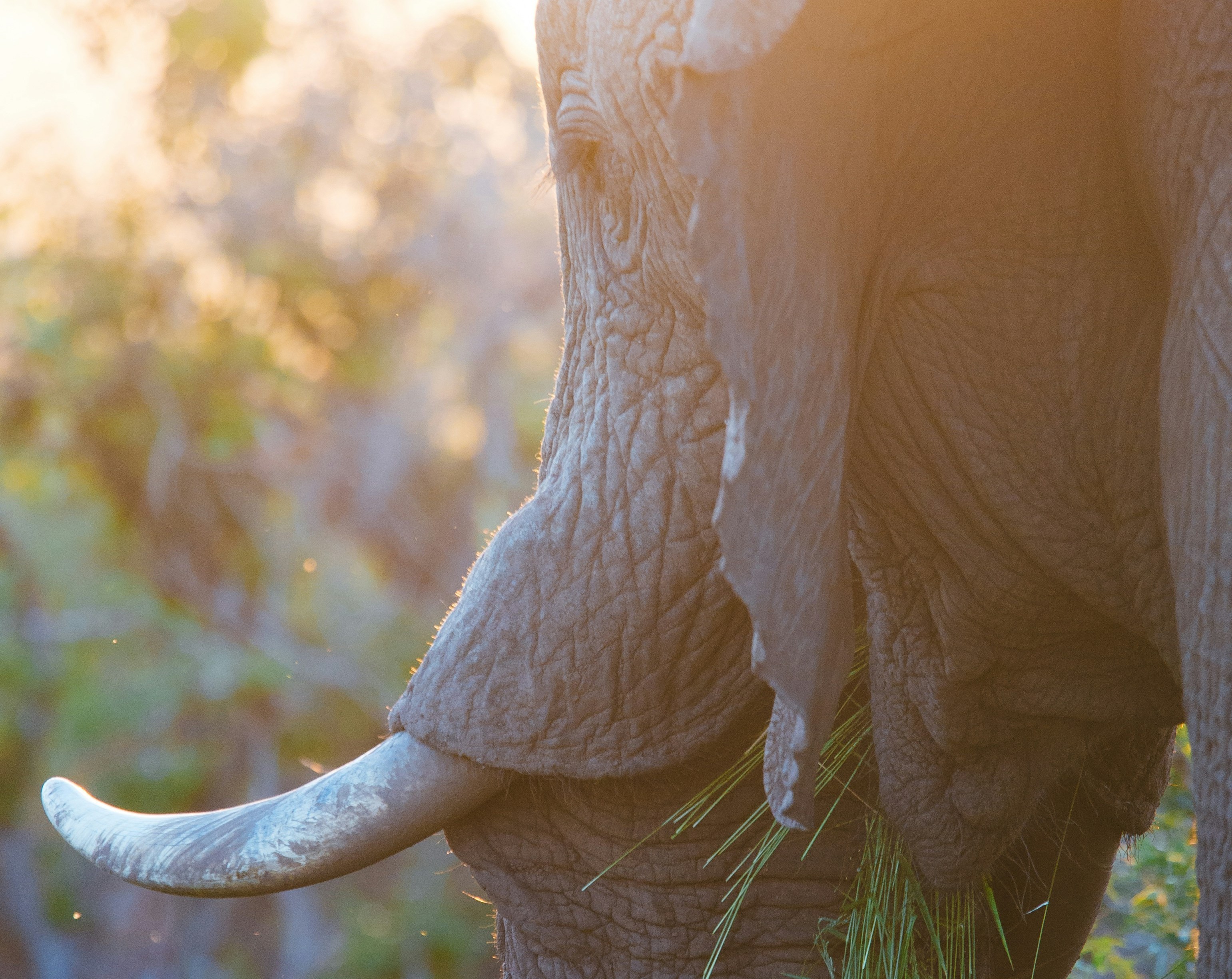 Serengeti Safari Begins: Wildlife Drive Through Endless Plains