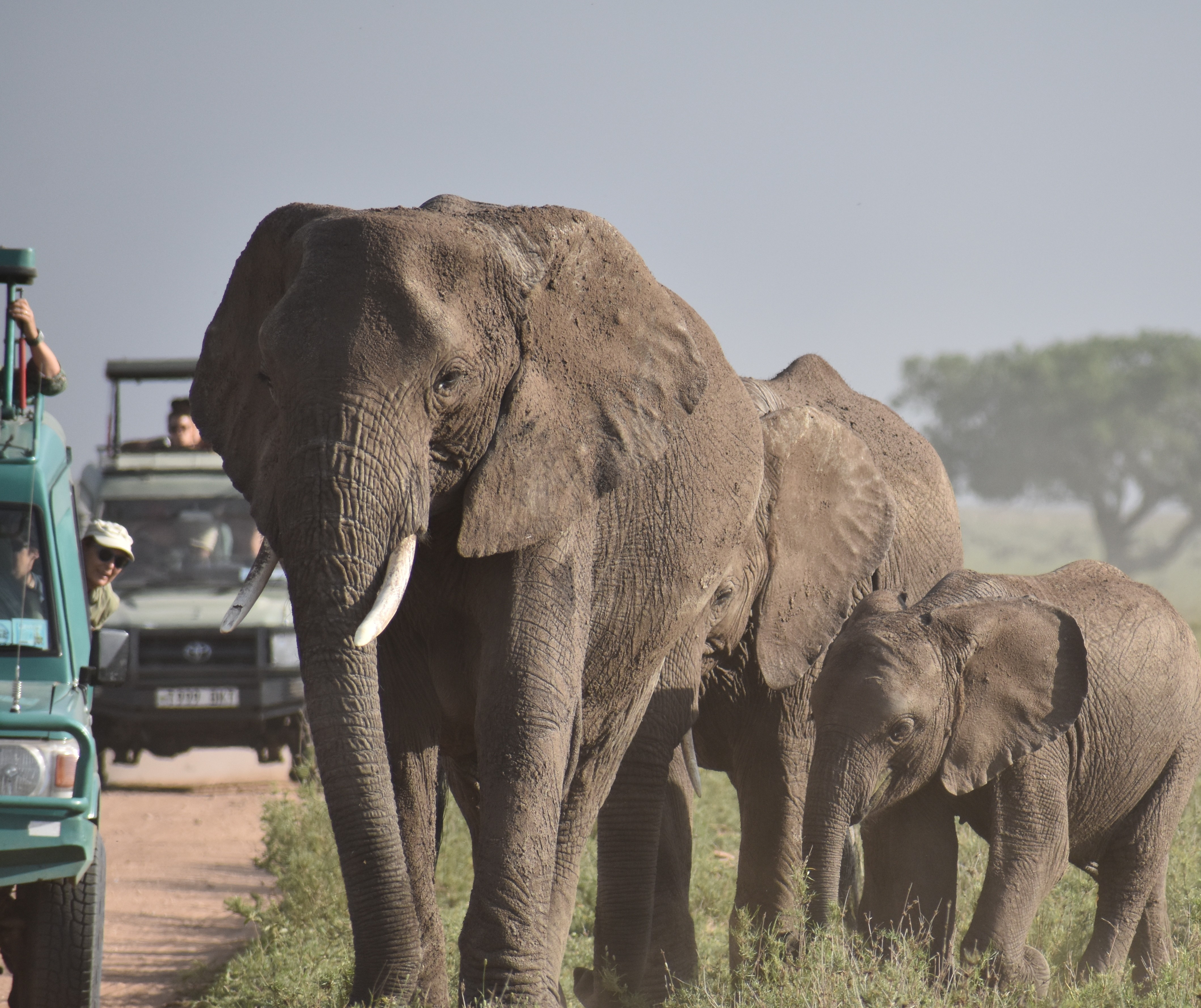 Arusha - Tarangire National Park