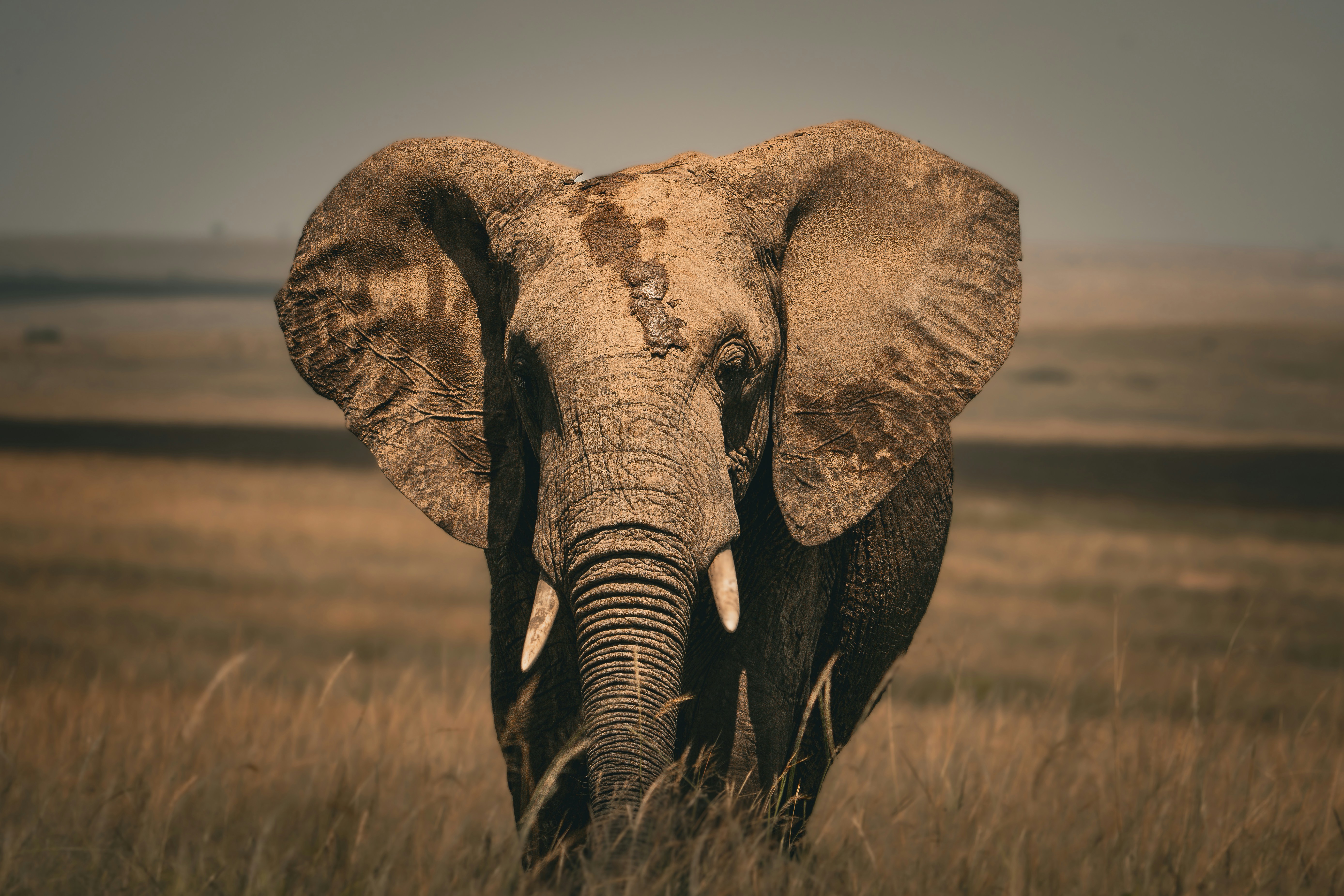 Ngorongoro Crater
