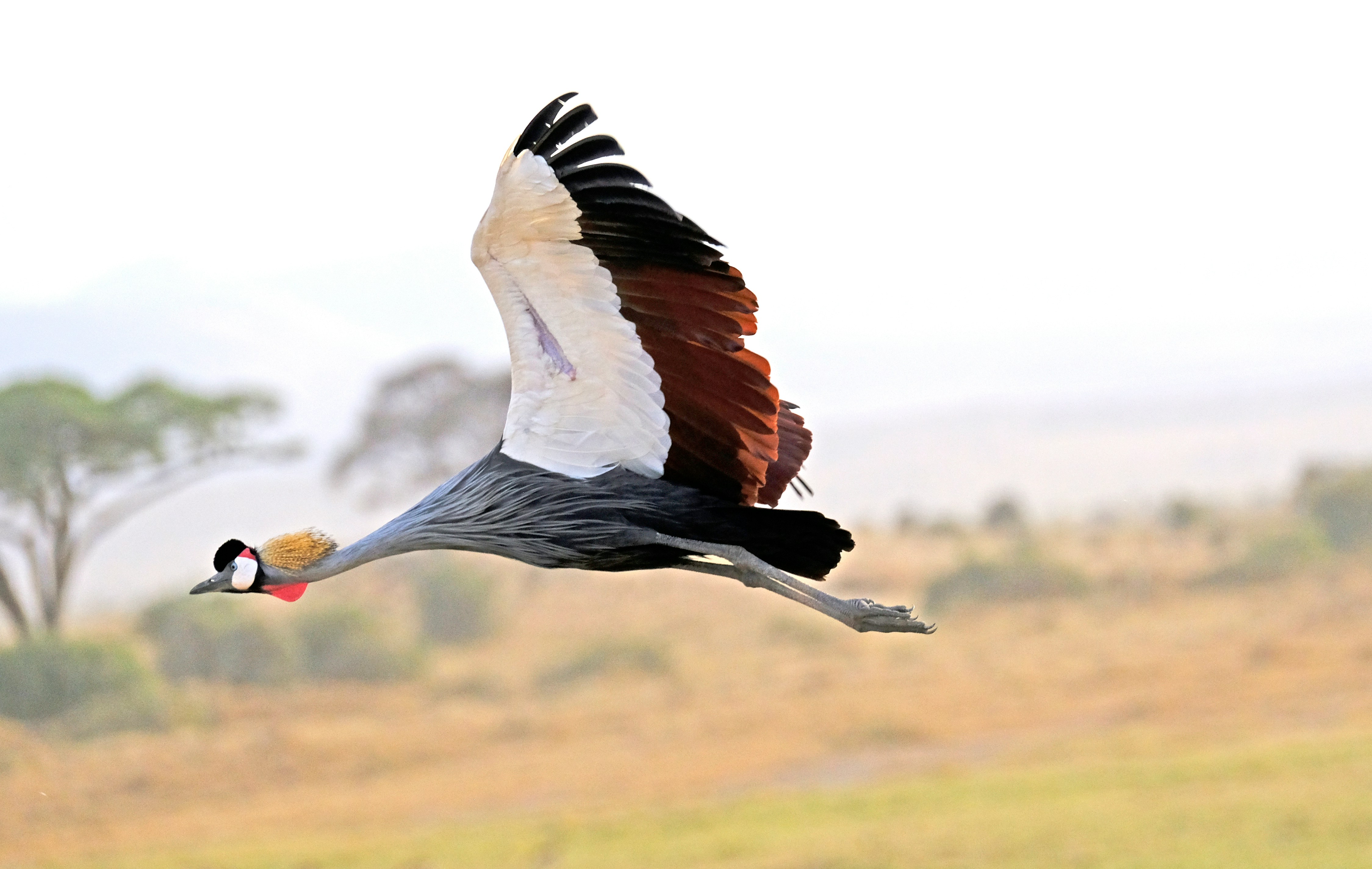Return Flight to Arusha – Departure or Zanzibar Extension