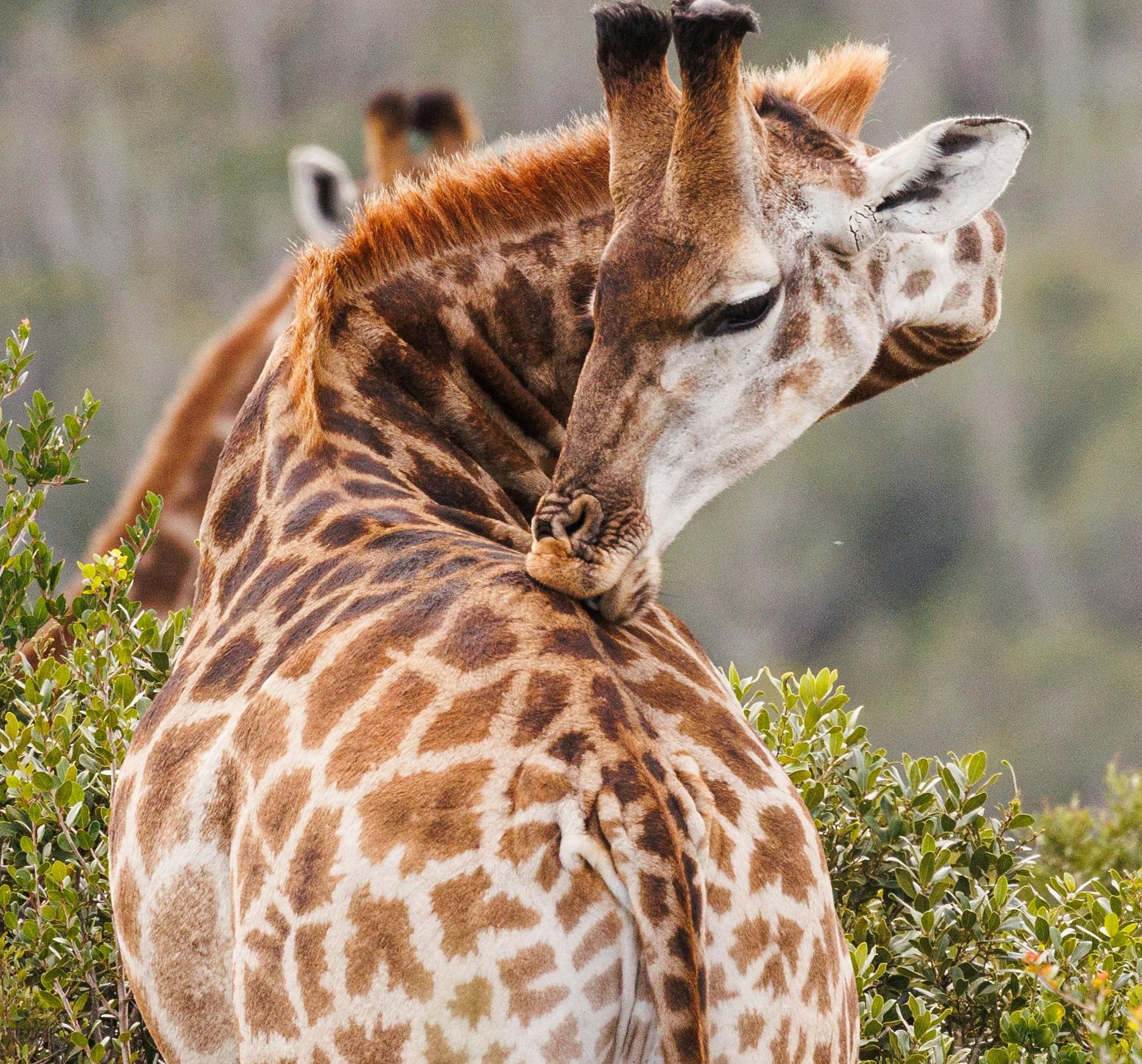 Serengeti to Ngorongoro