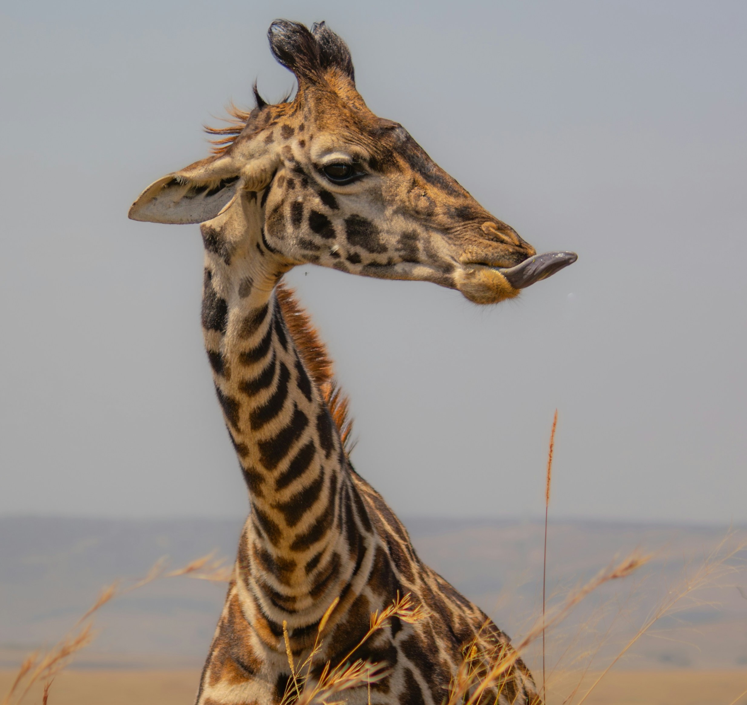 Ngorongoro Crater Safari – Big Five Game Viewing in a Volcanic Caldera