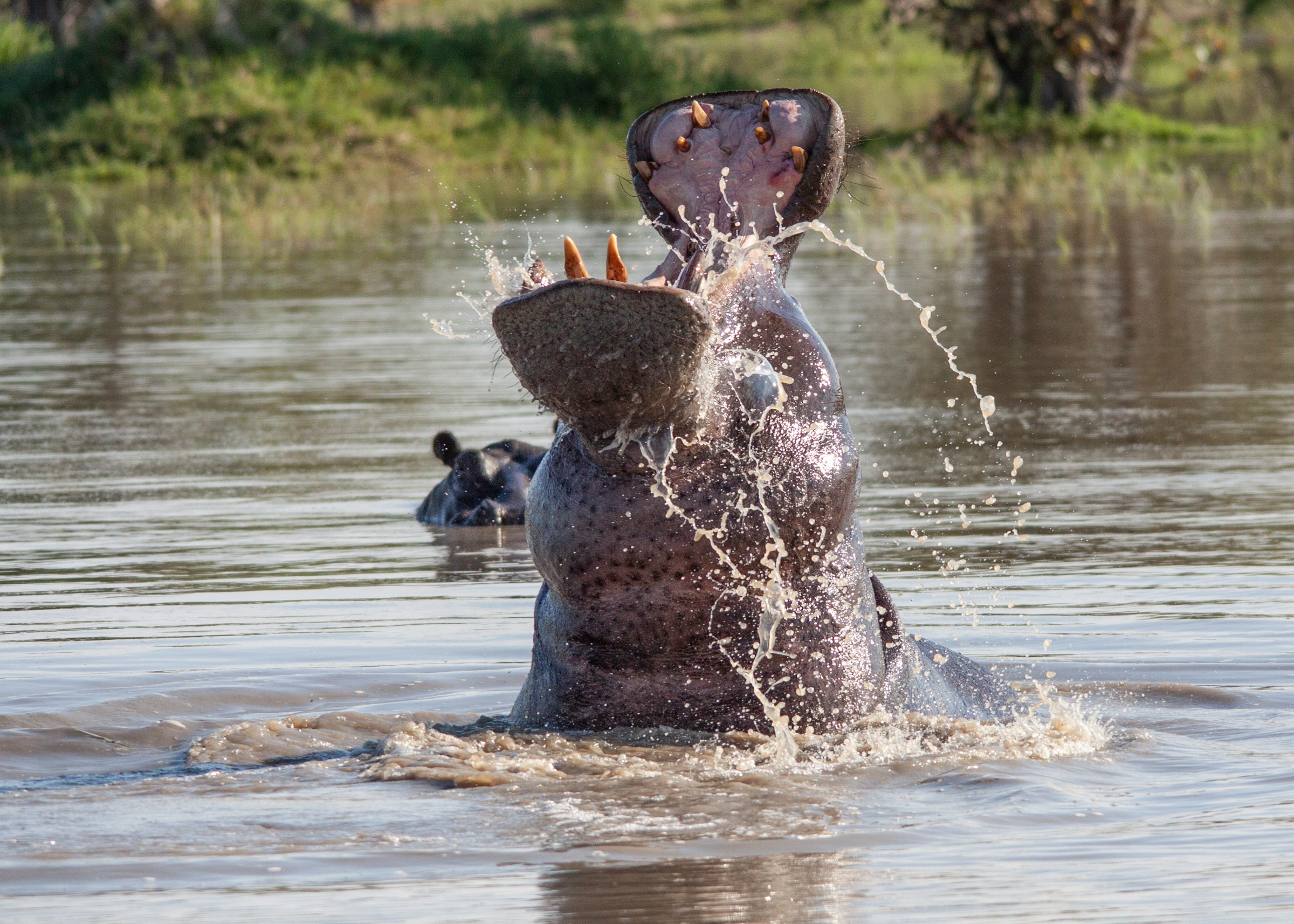 Full Day in Central Serengeti