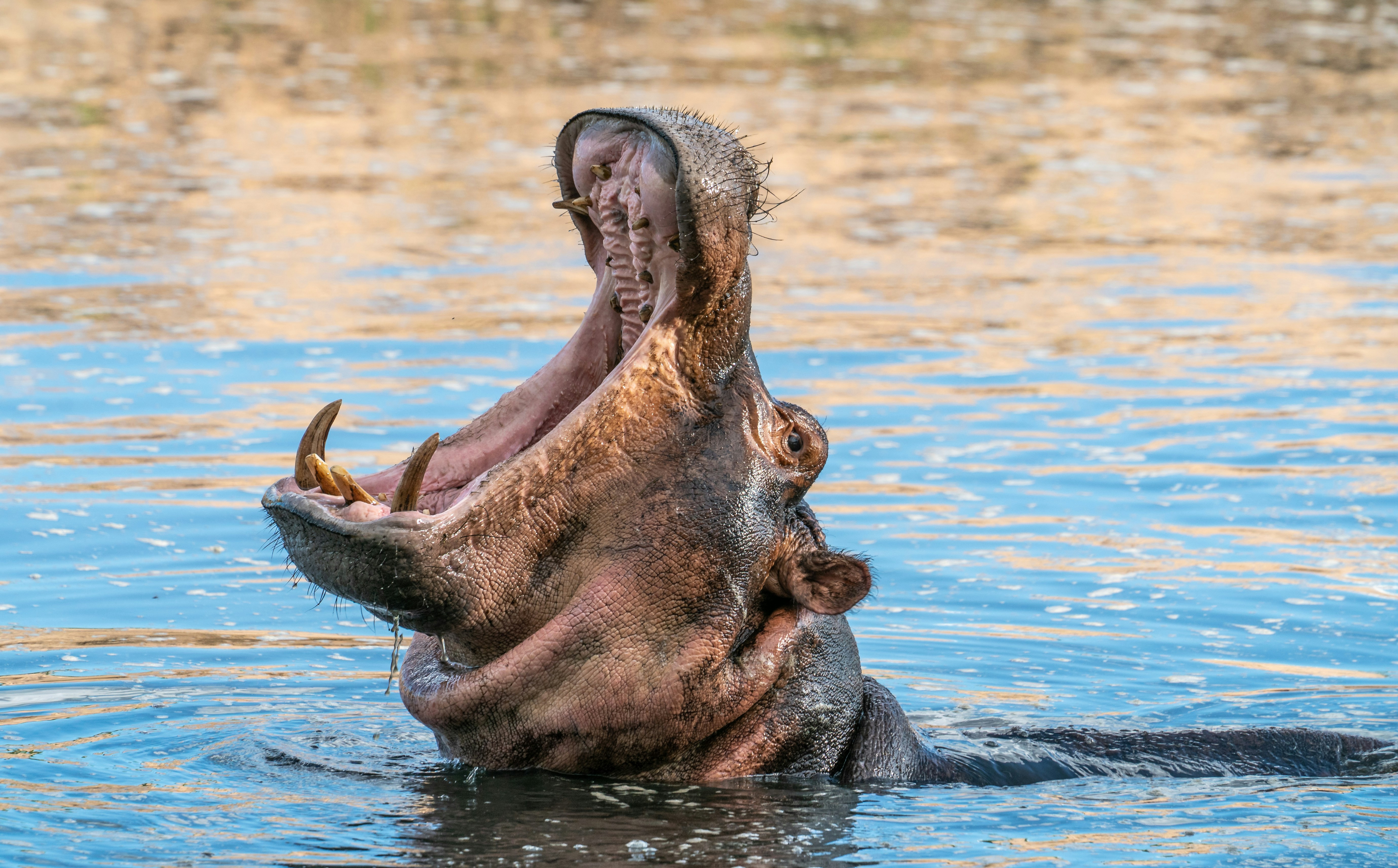 Katuma River & Hippo Pools – Life Along the Water