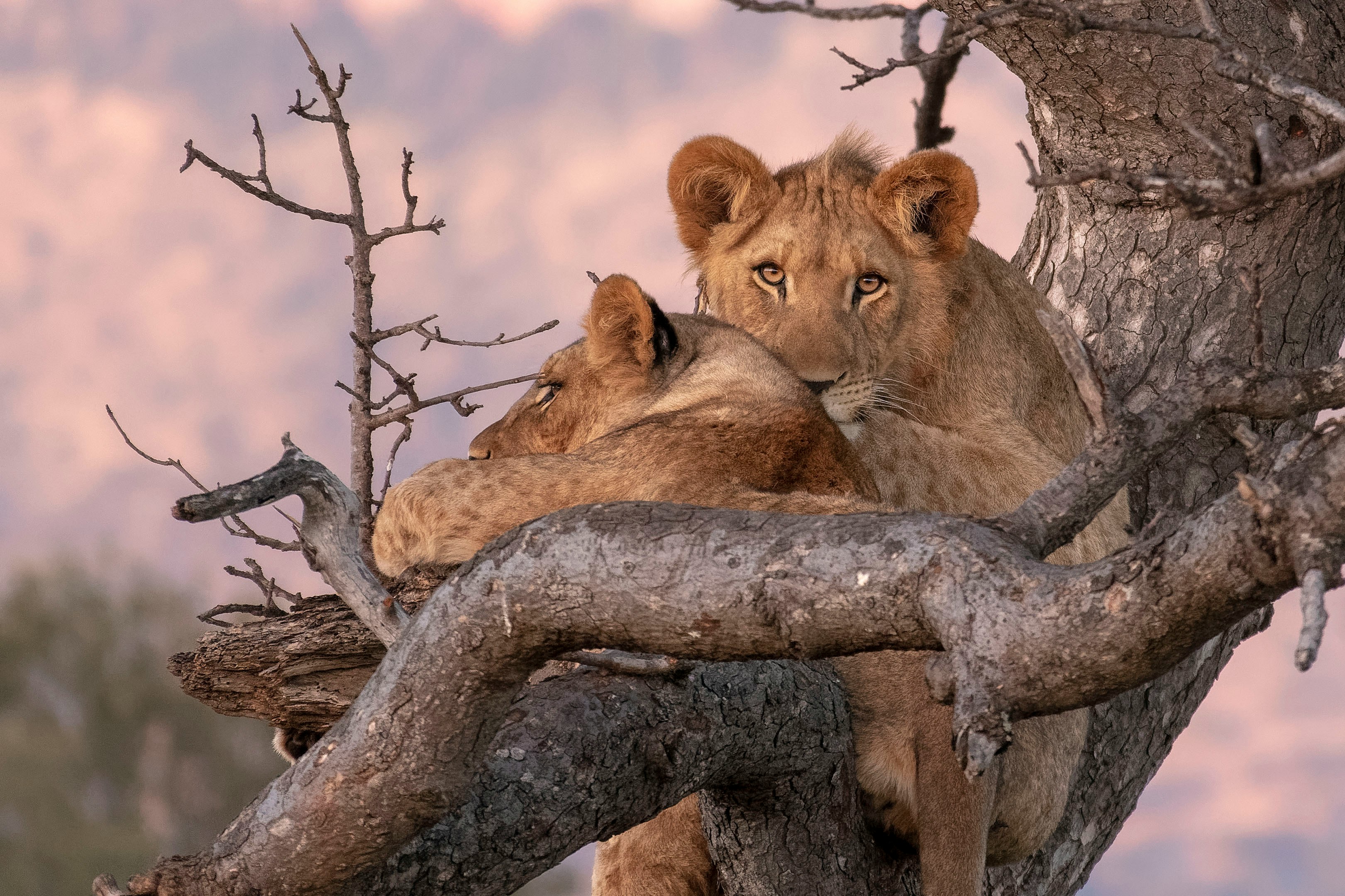Lake Manyara – Wildlife & Rift Valley Views