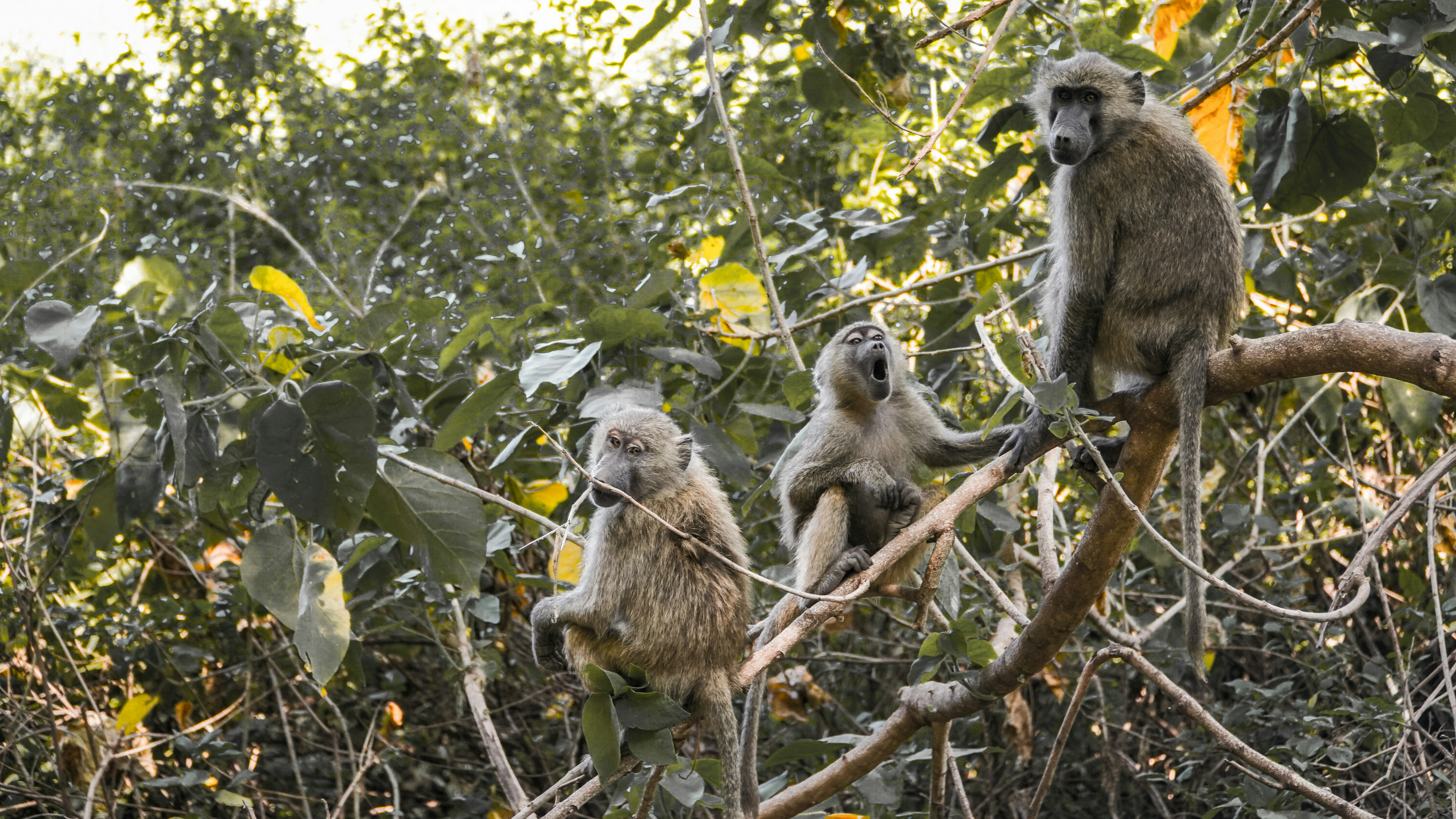 Game Drive in Lake Manyara National Park – Forests, Birds & Lions