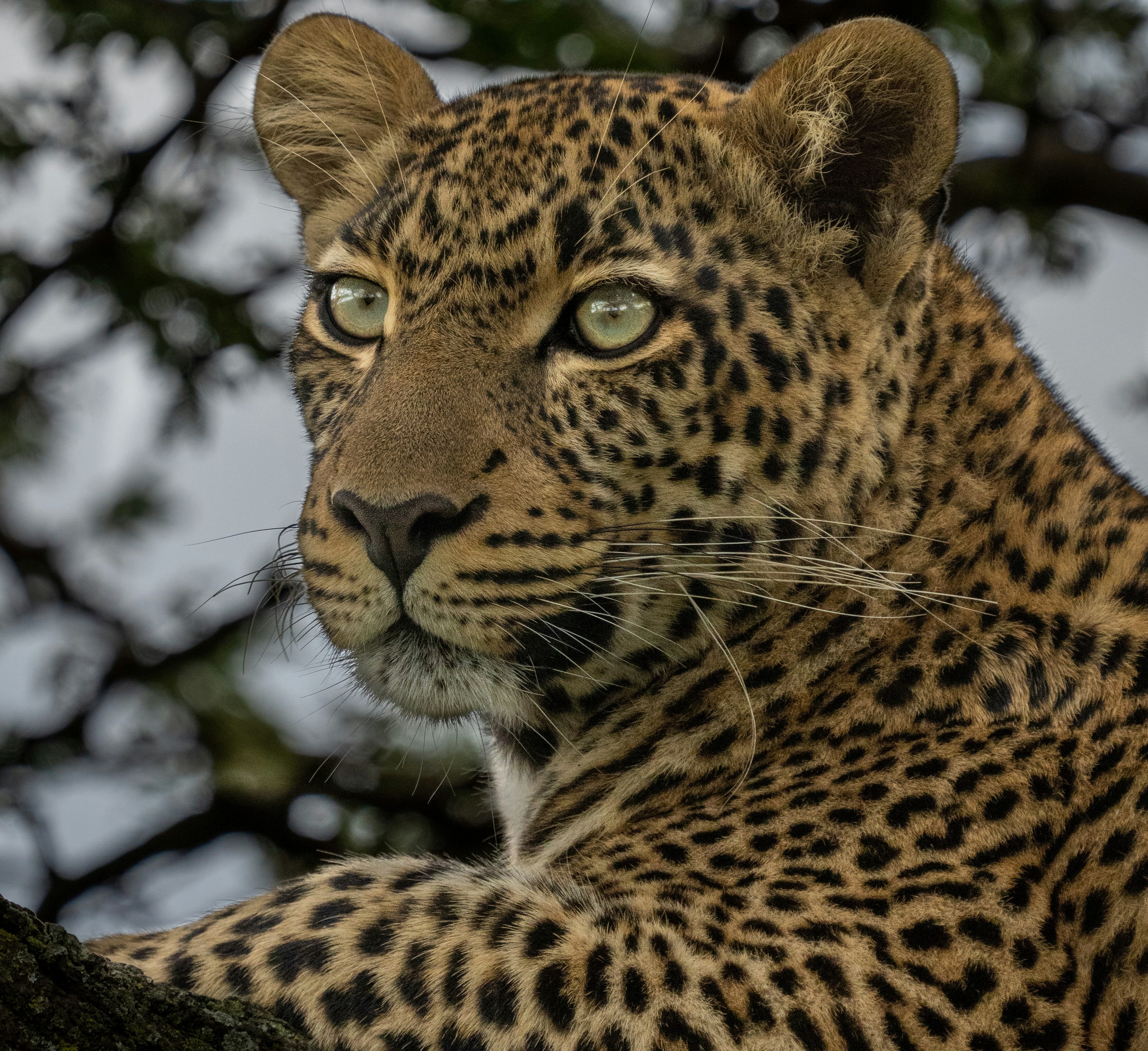 From Northern Serengeti (Kogatende) to Central Serengeti