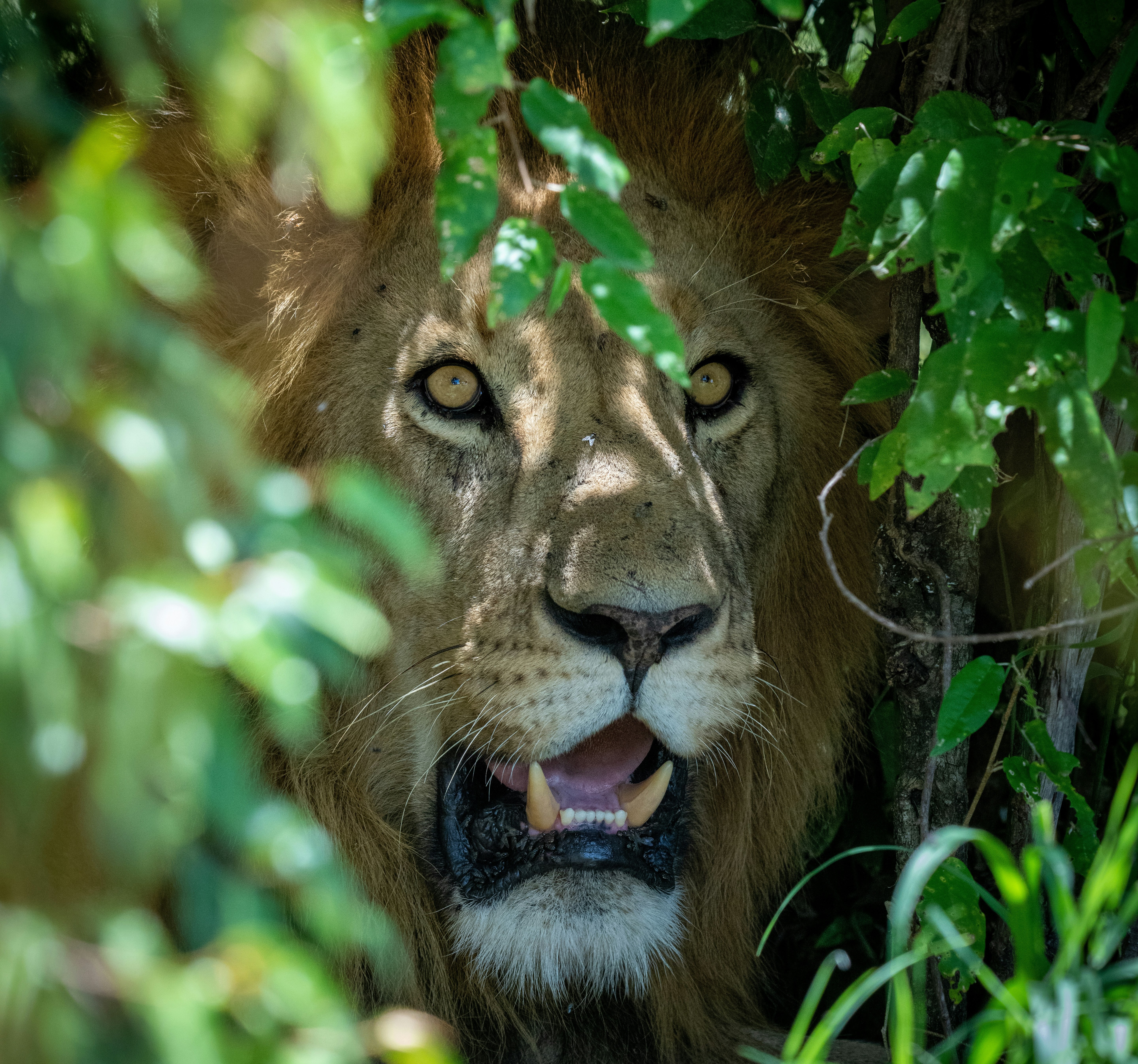 Ngorongoro Crater Safari & Return to Arusha