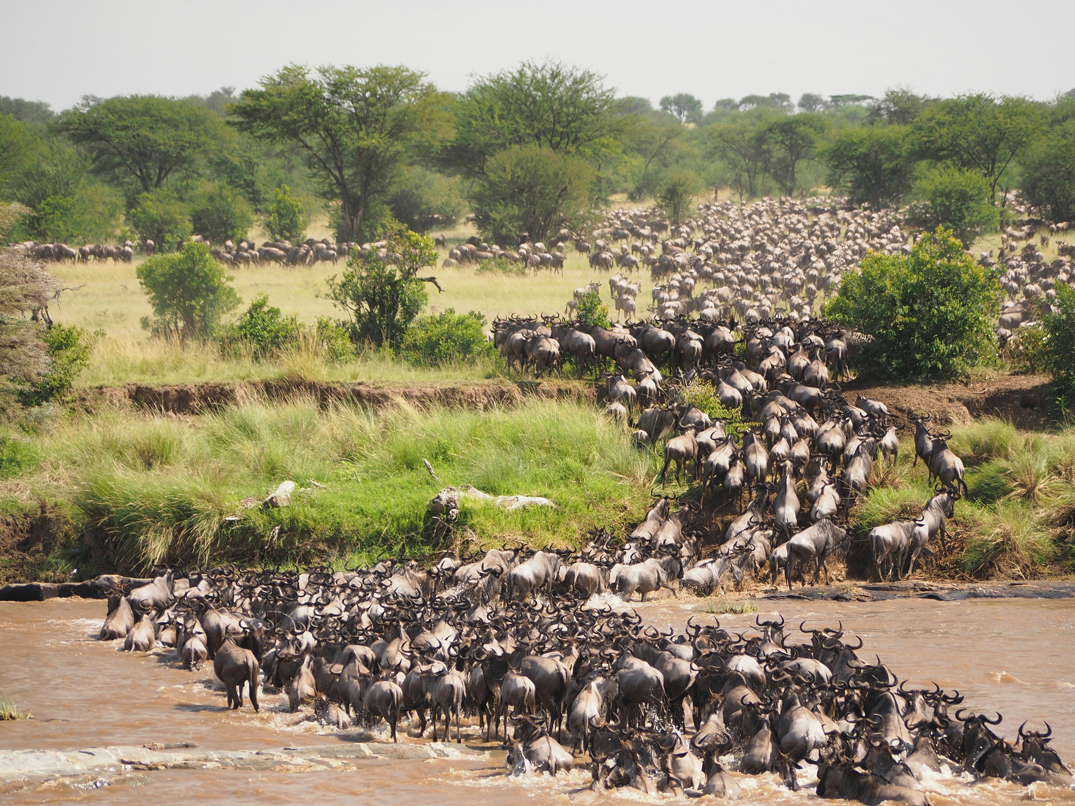 Maasai Mara - N.Serengeti - Kogatende