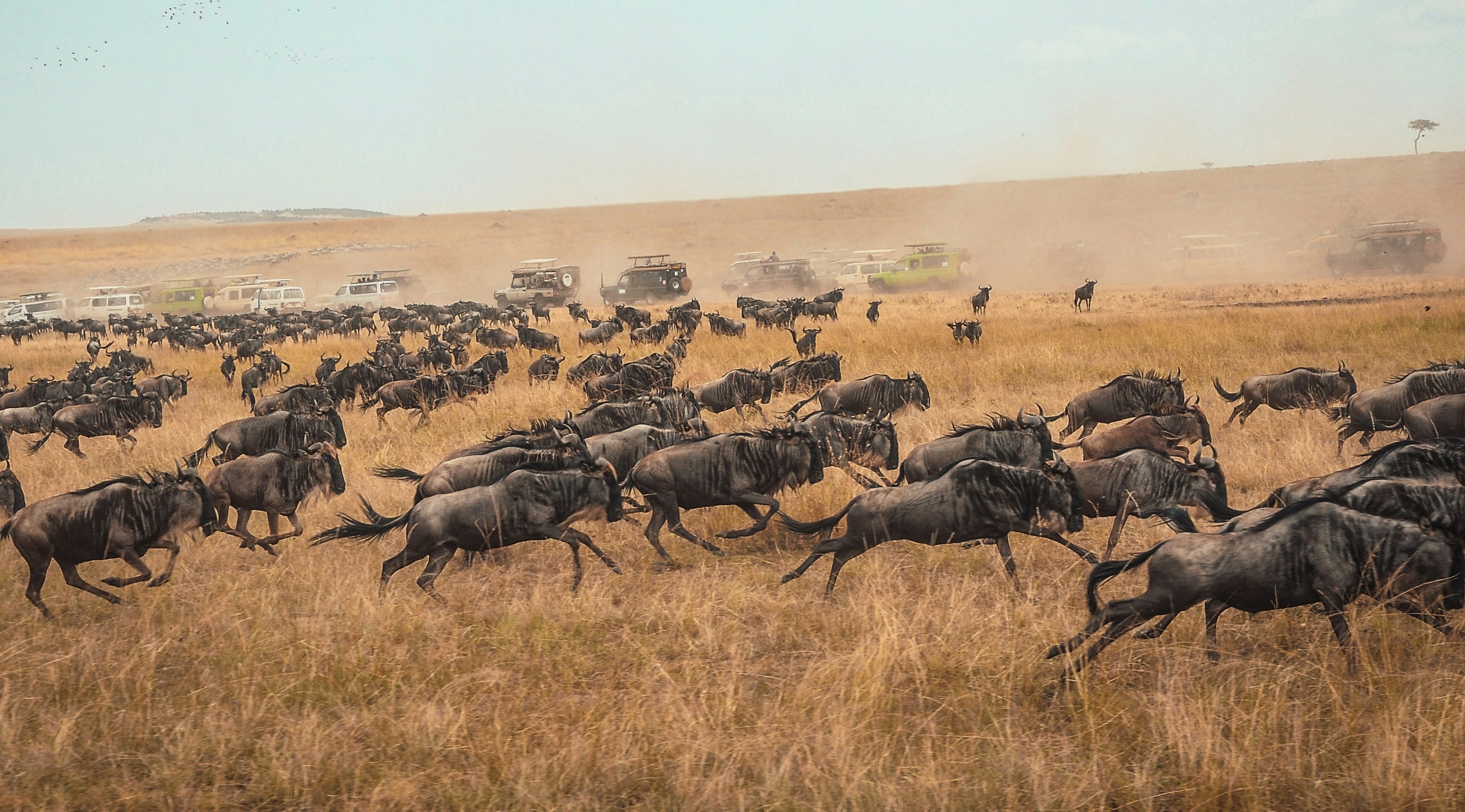 The Great Migration Experience