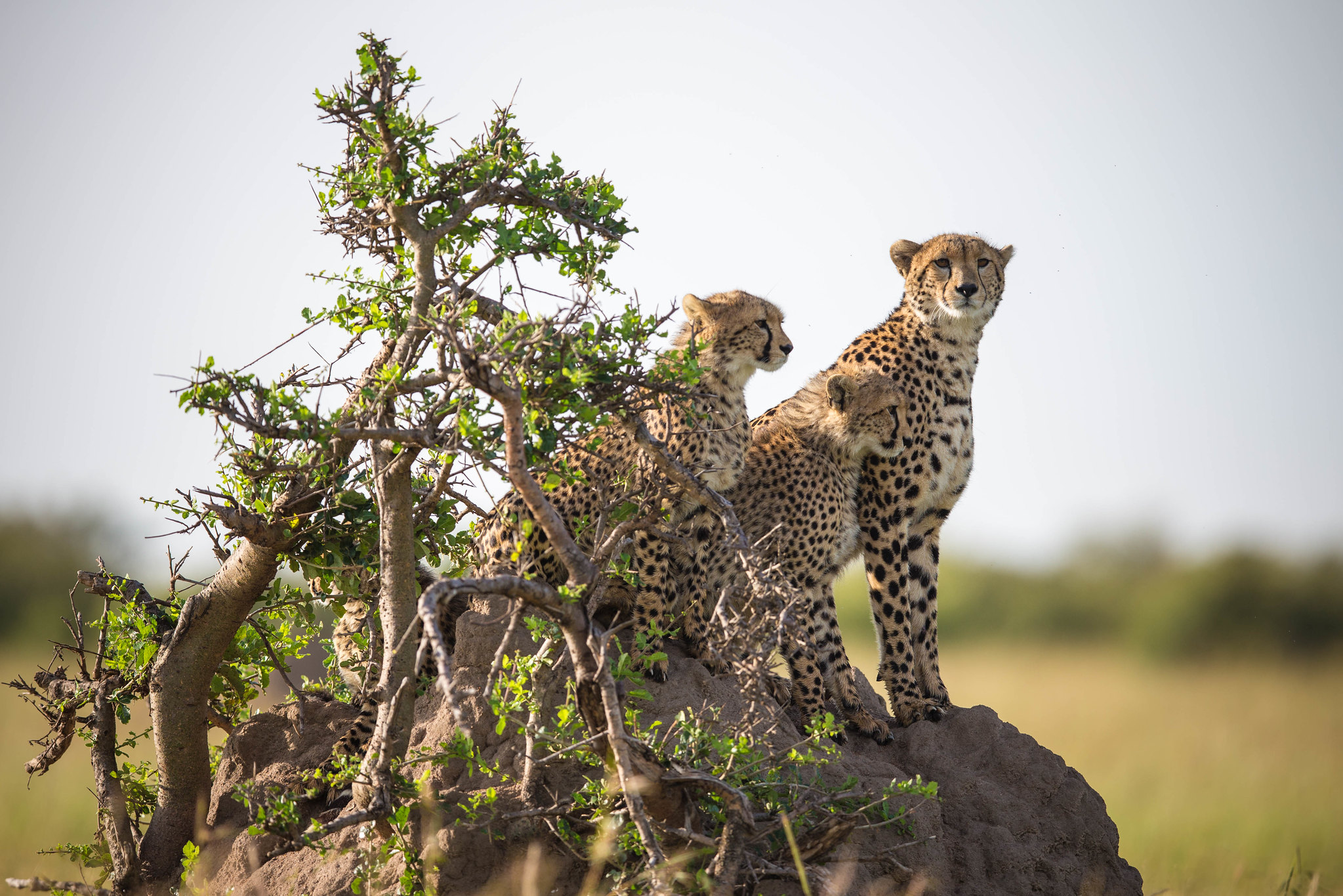 Journey to Lake Natron – The Wild North