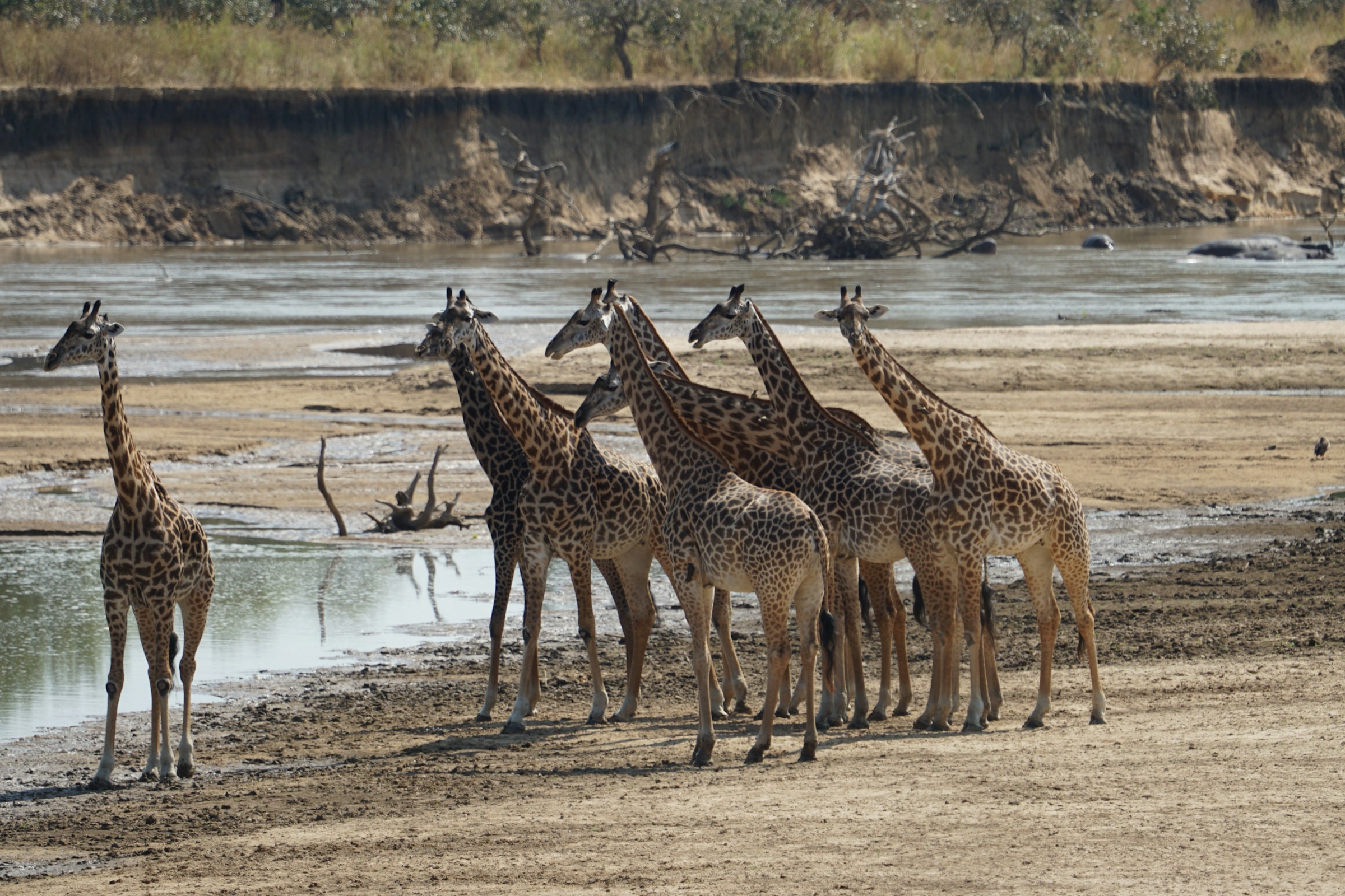 Predator Tracking & Golden Plains of Ndutu