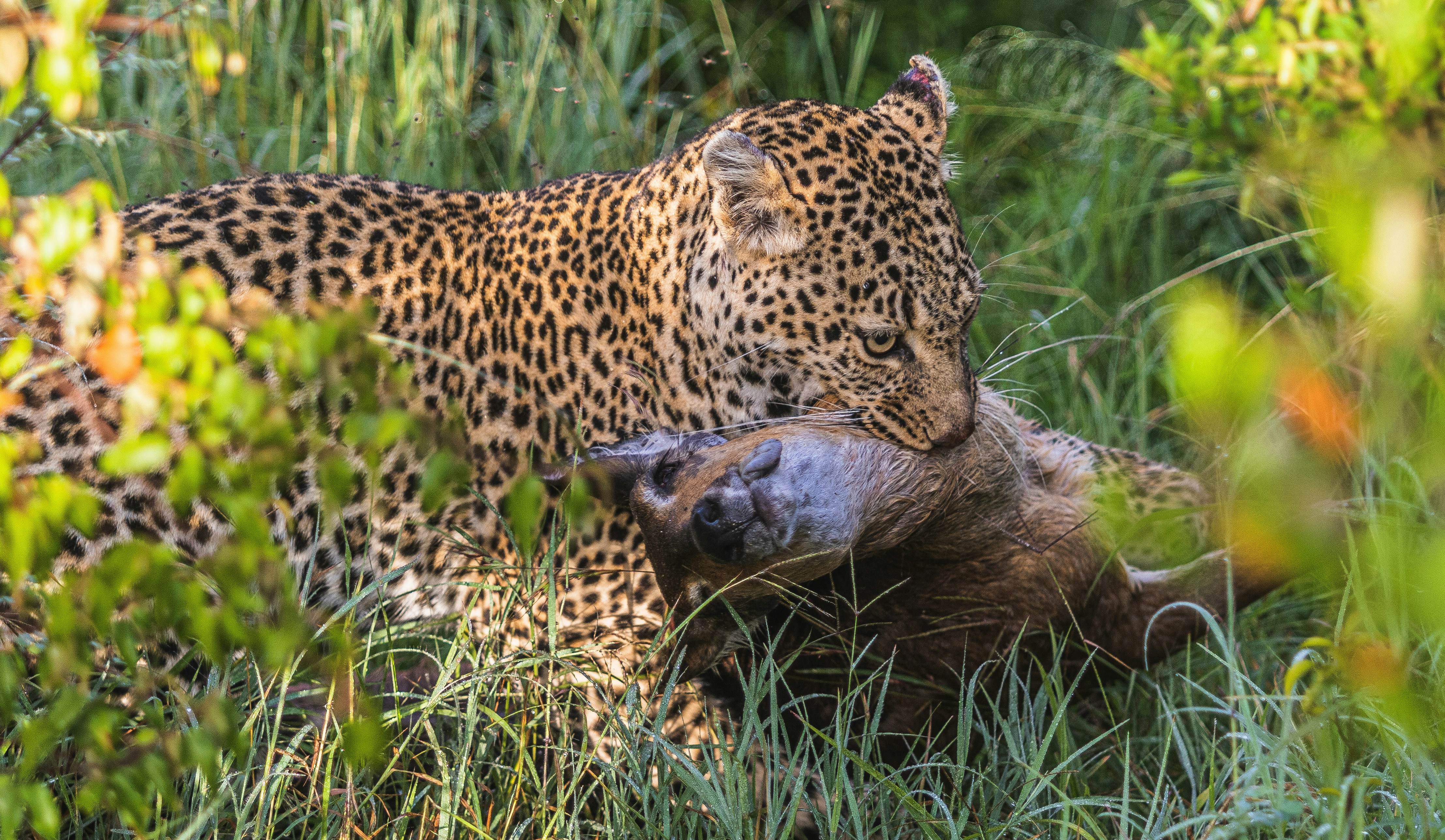 Ndutu Safari – New Life & Predator Encounters — Ndutu
