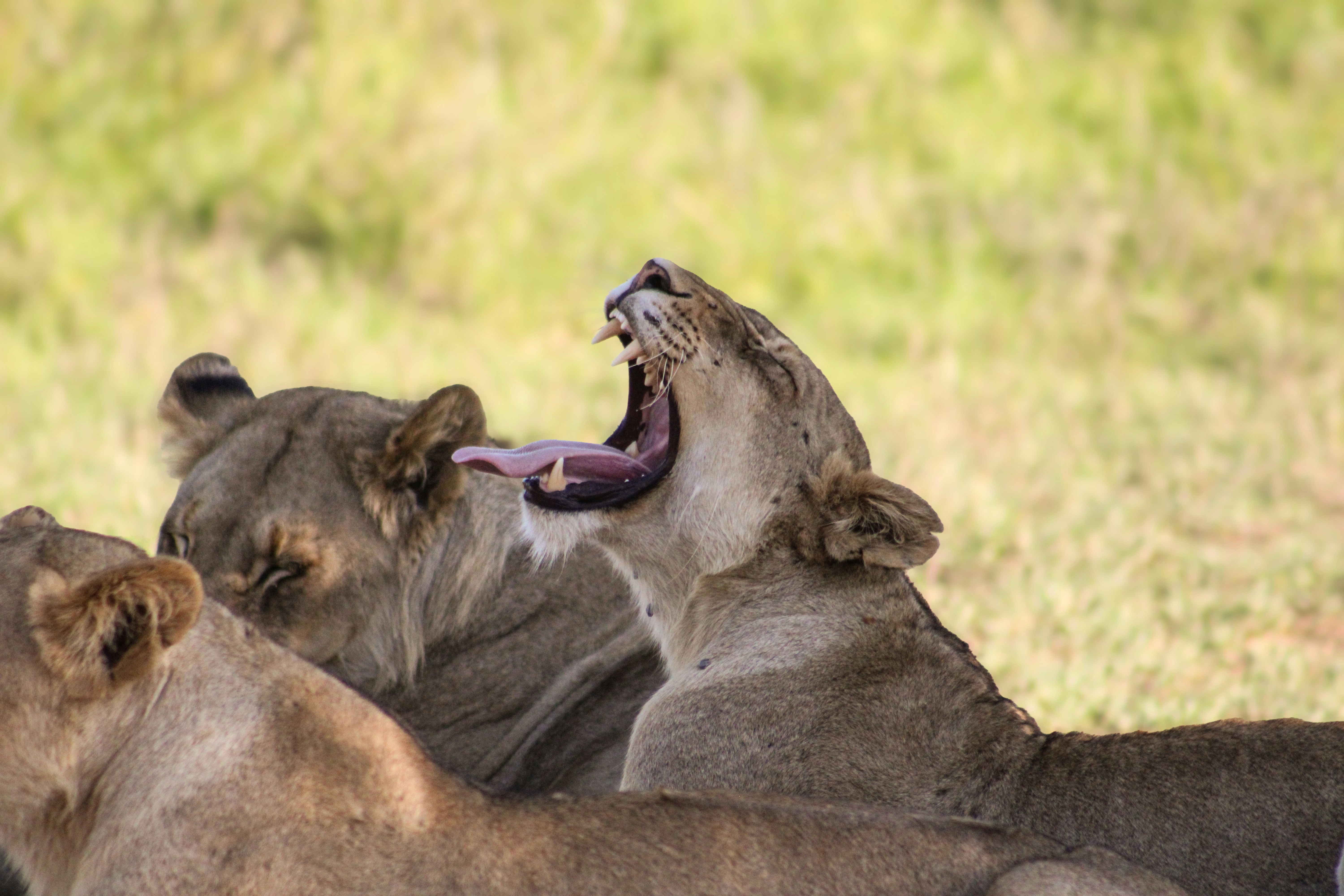 Ndutu – Enter the Calving Grounds of Southern Serengeti — Ndutu