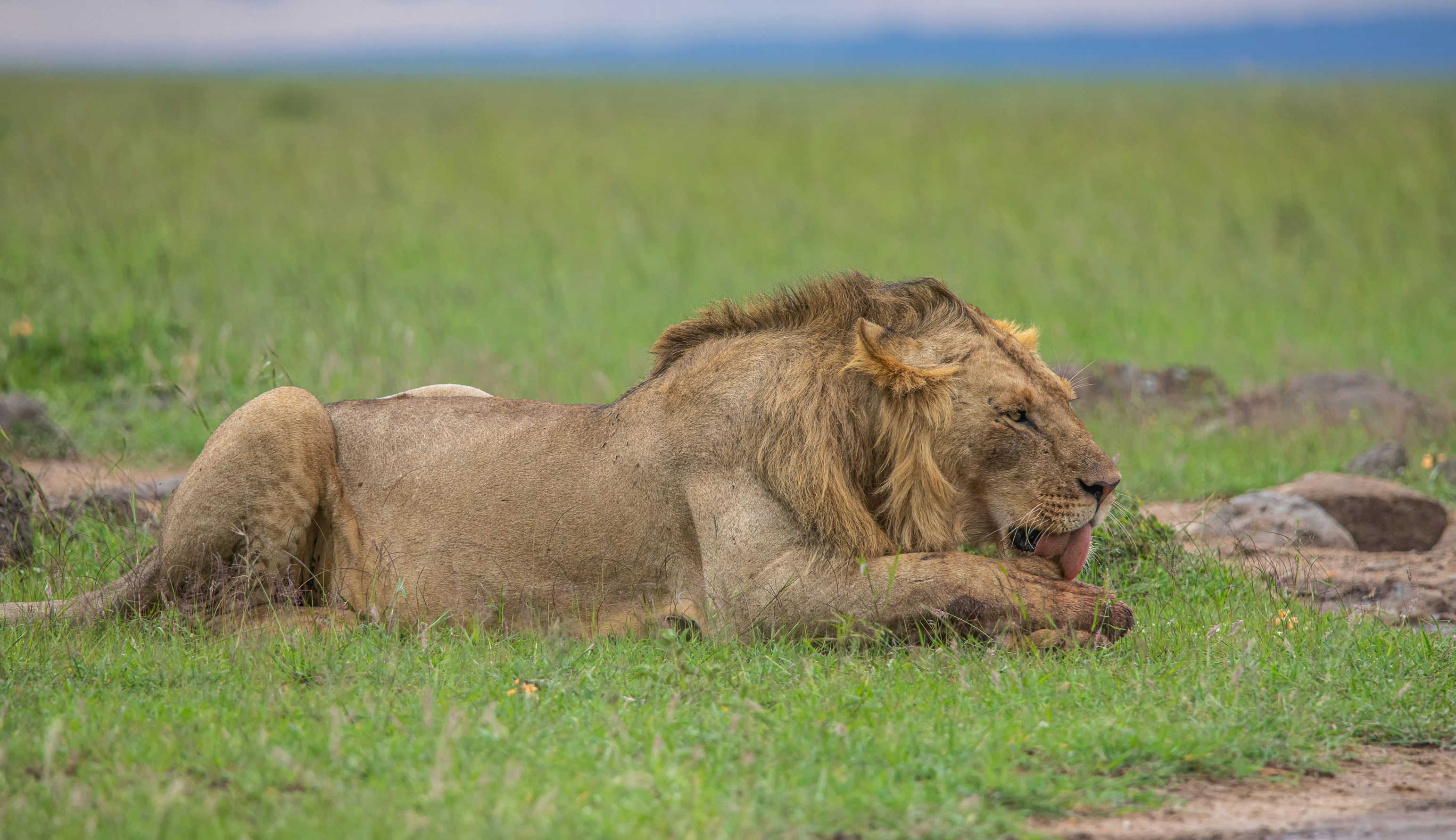 Central Serengeti