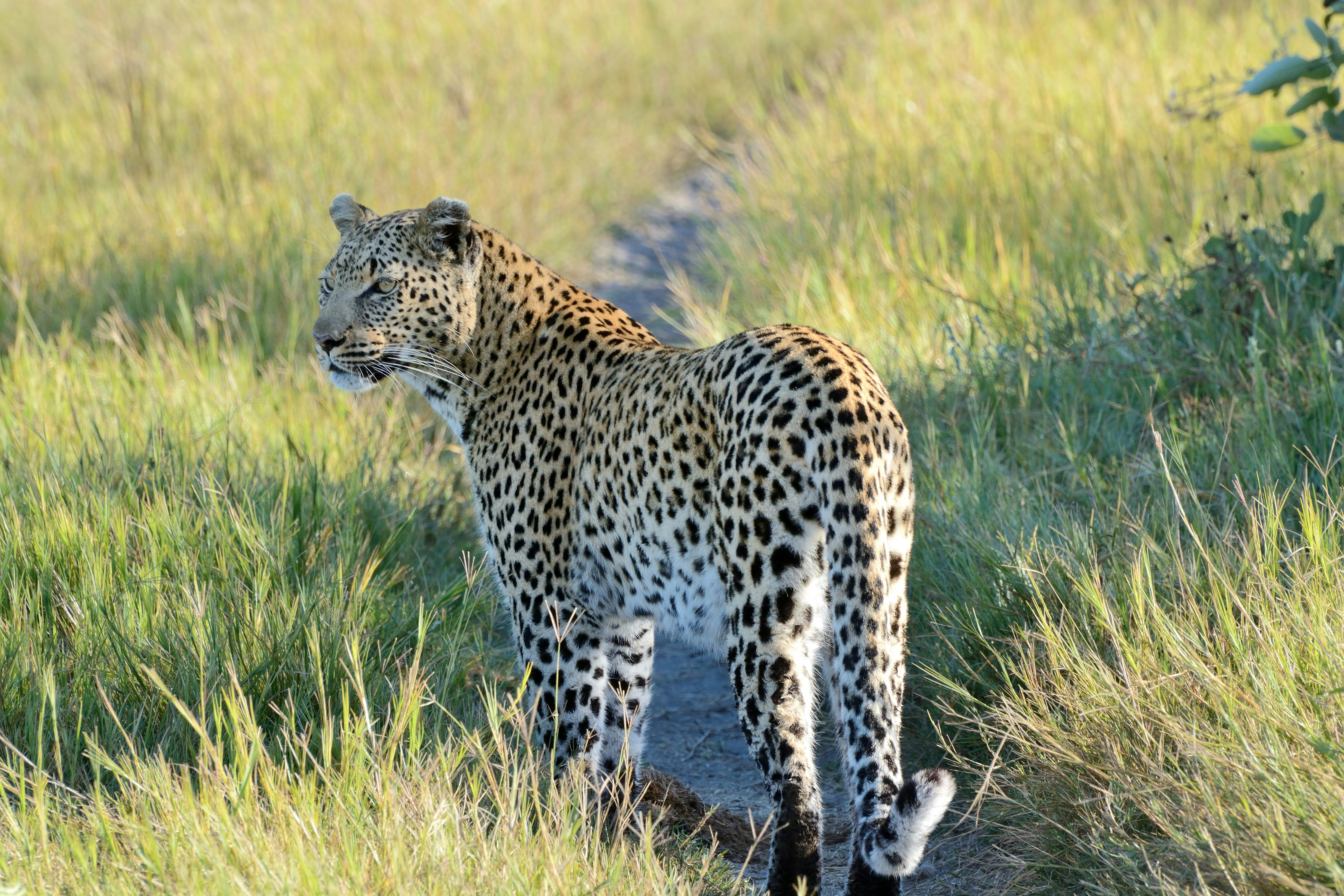 Ngorongoro Crater Safari: Big Five in a Day