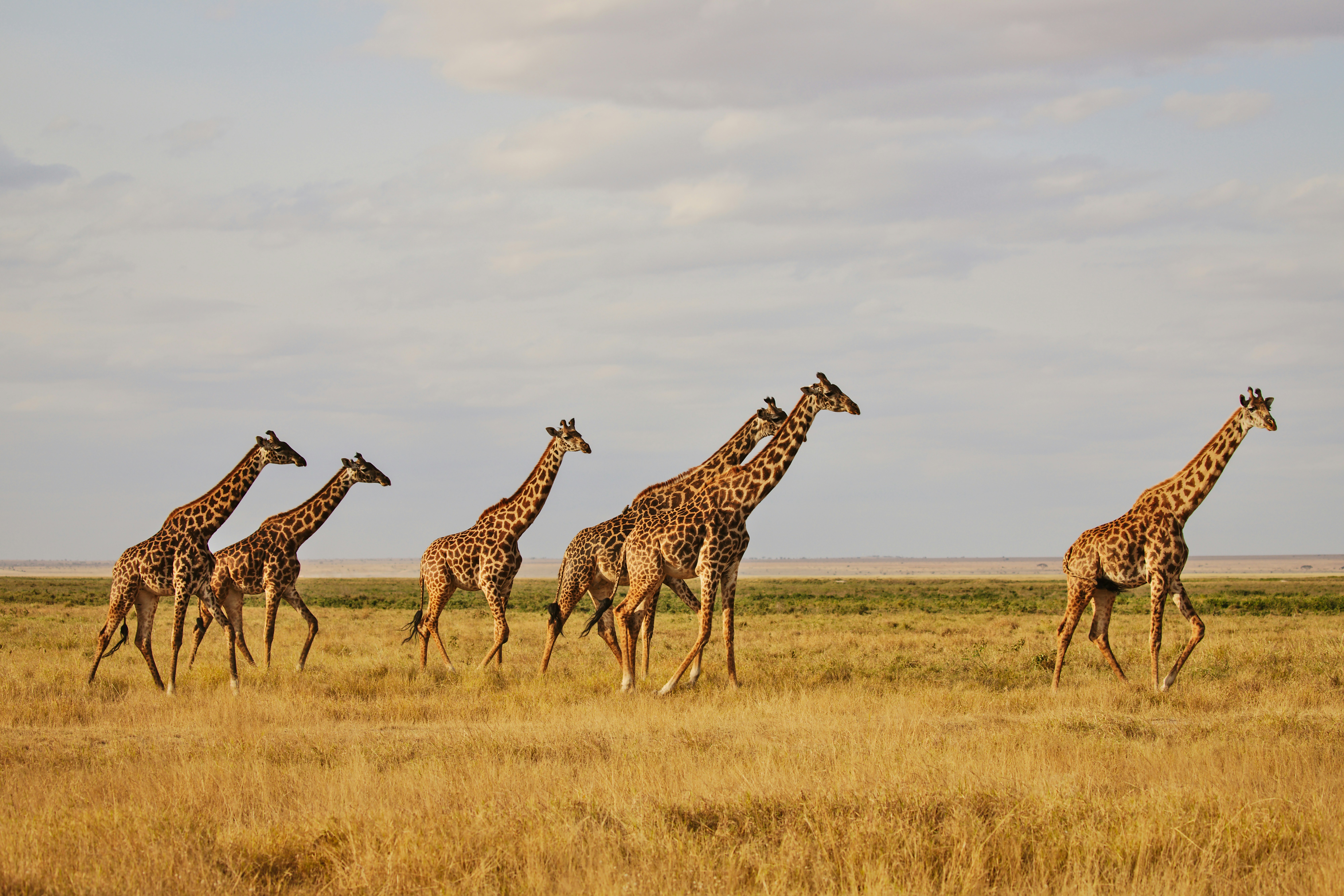 Ngorongoro Crater Safari – Wildlife Eden