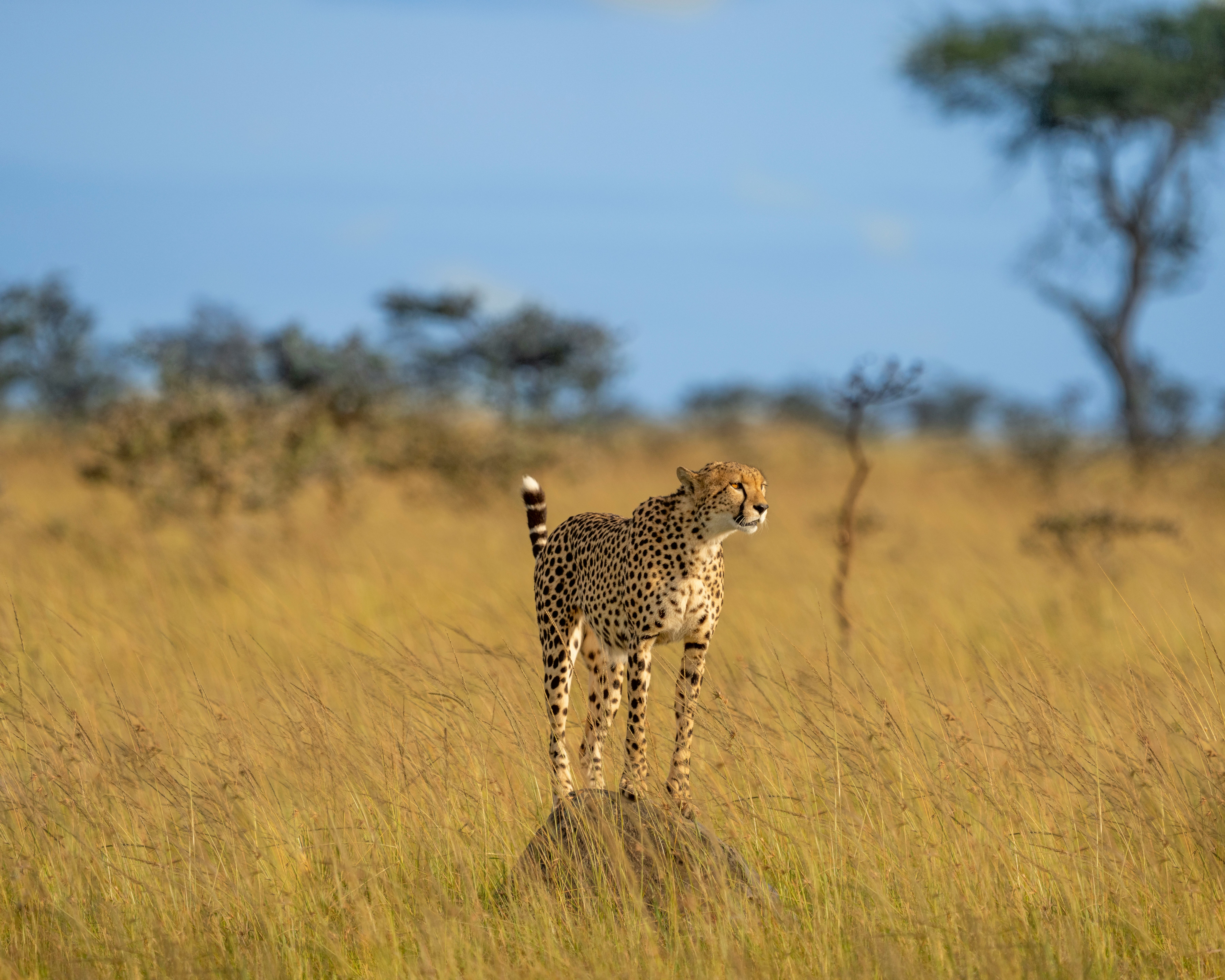 Ngorongoro Crater Safari – Big Five Wonderland