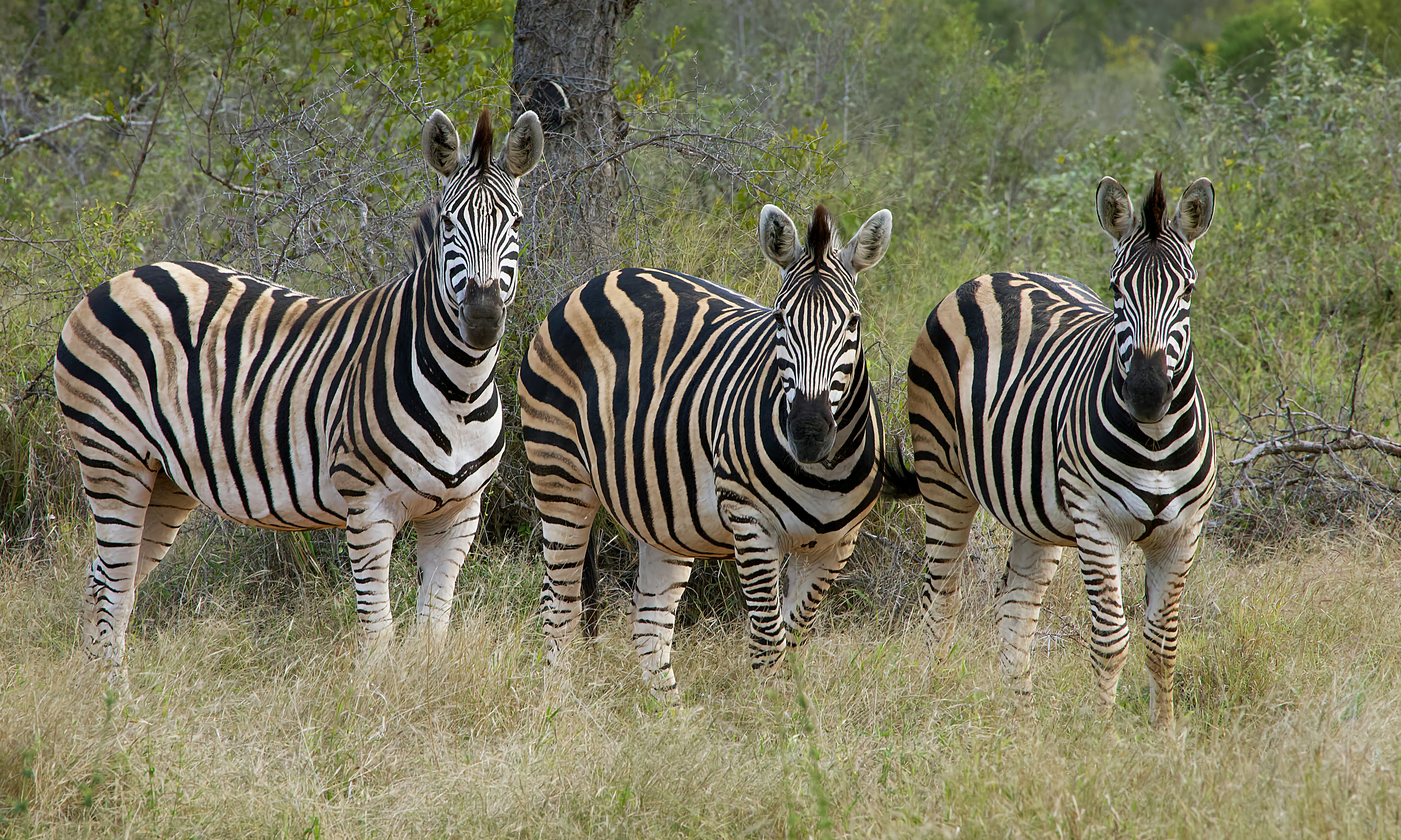 Ngorongoro Crater Safari – The Ultimate Big Five Destination