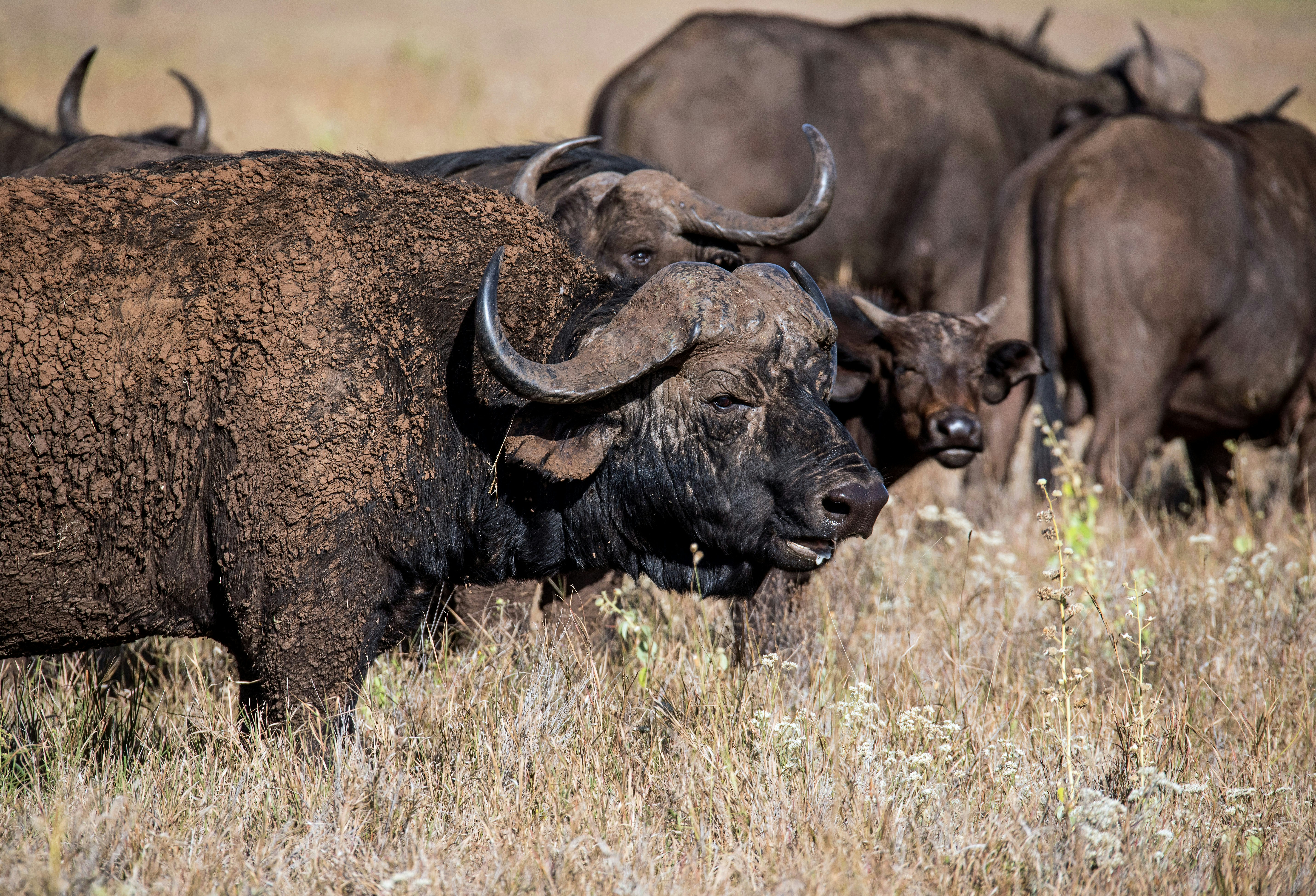 Game Drive in Ngorongoro Crater – Home of the Big Five — Ngorongoro