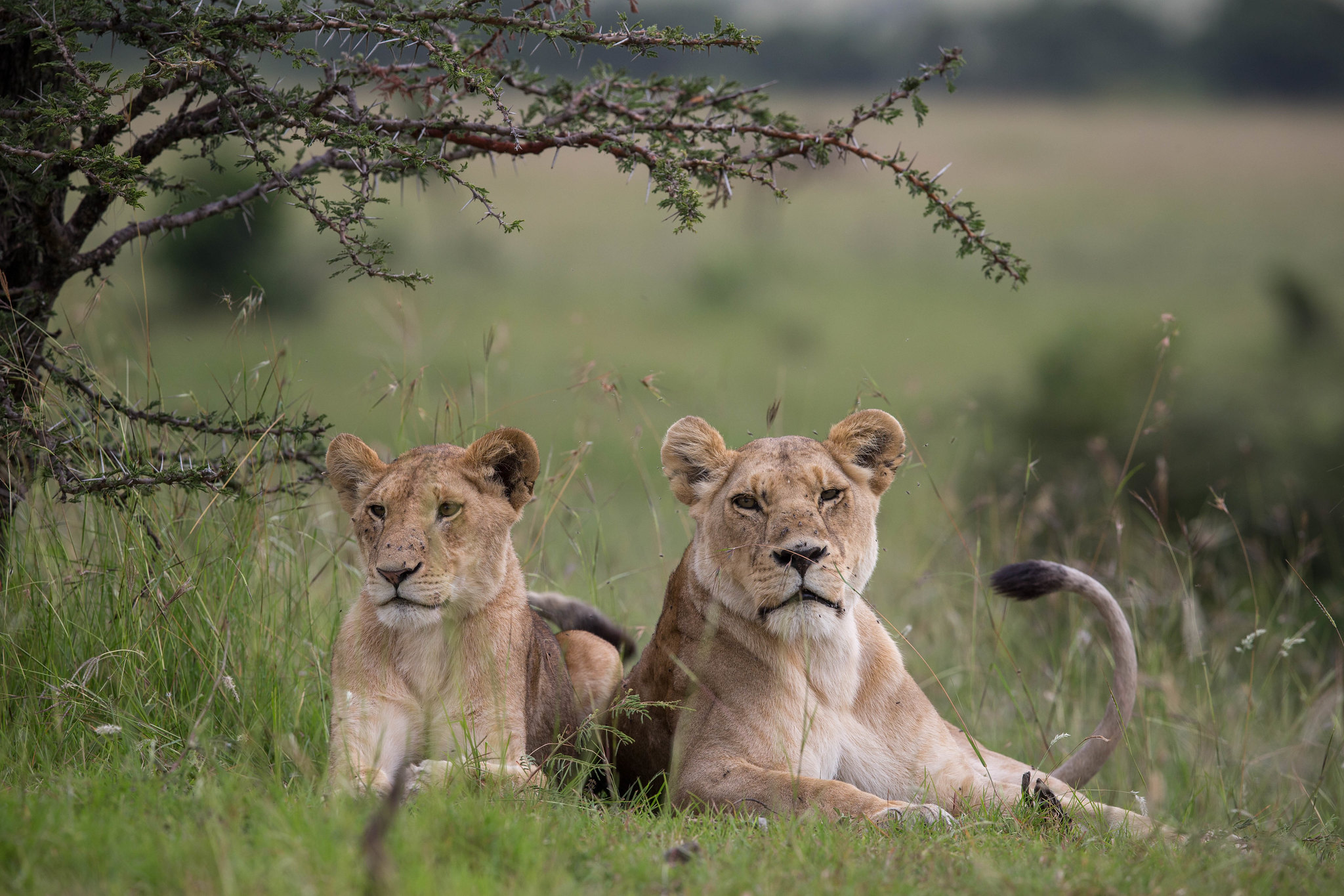 Ndutu to Ngorongoro Highlands – Crater Rim Views & Culture — Ngorongoro