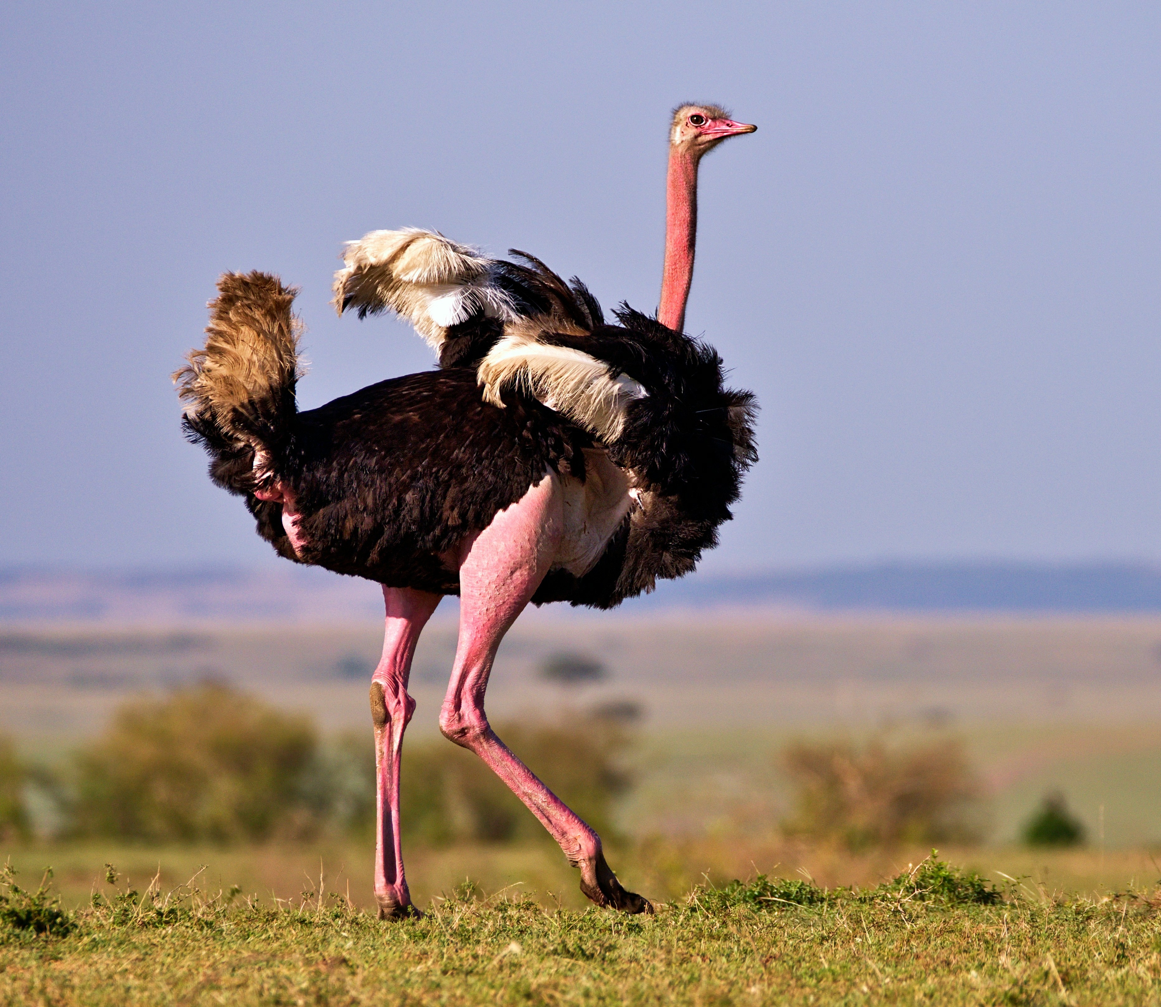 Ngorongoro Crater