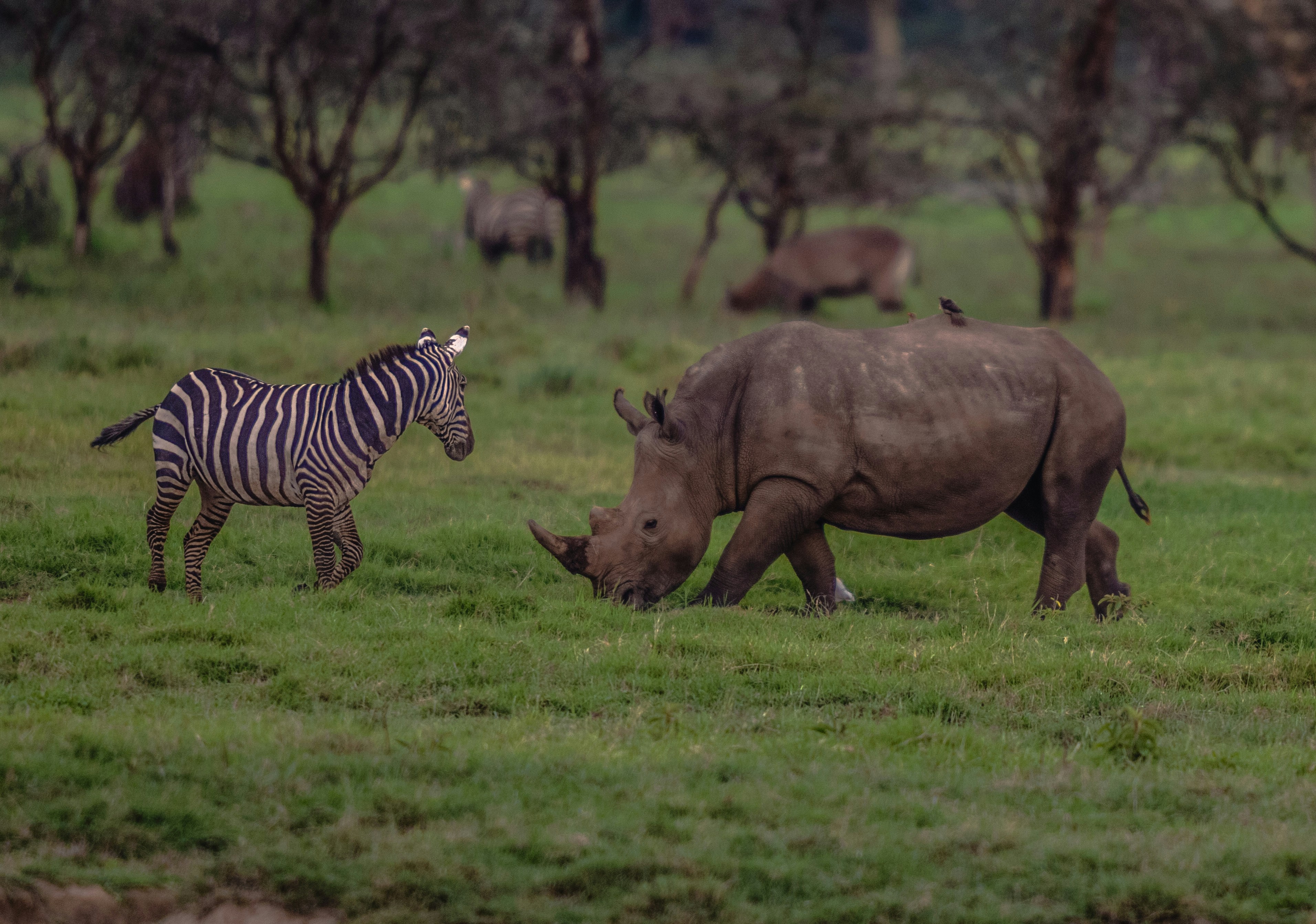 From Central Serengeti to Ngorongoro Highlands