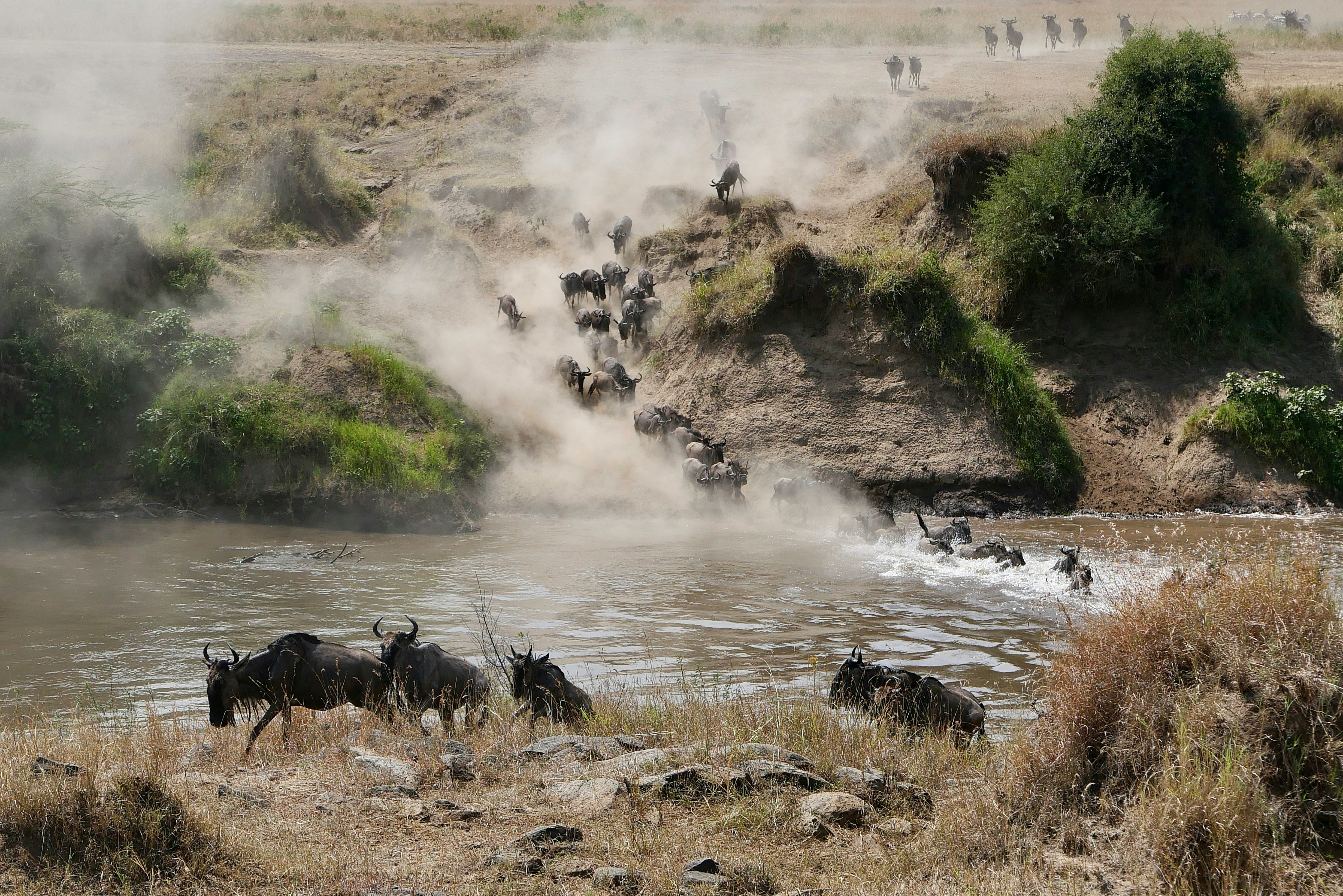 Tracking the Great Migration Along the Mara River