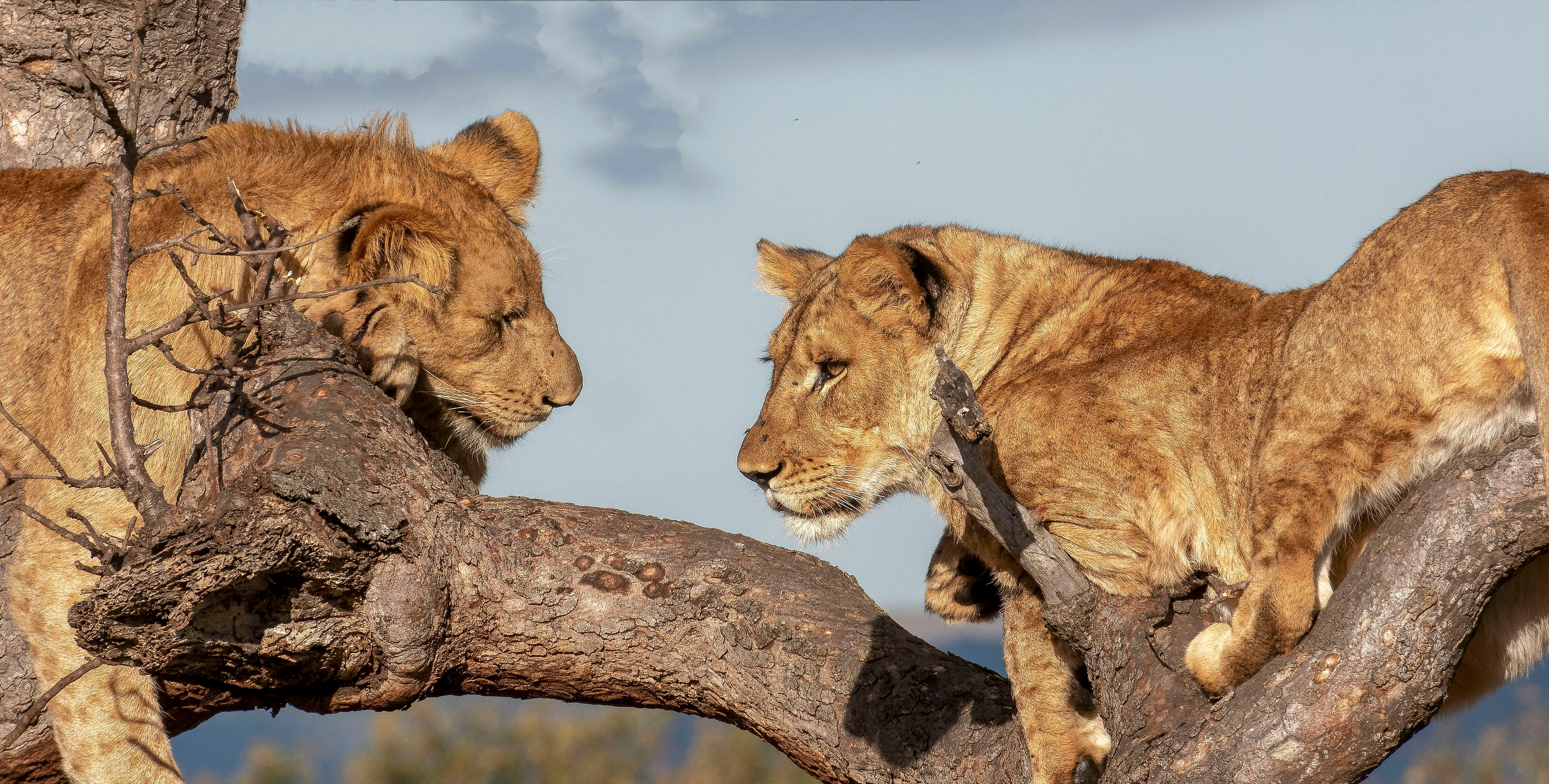 Serengeti – Full-Day Private Safari Adventure