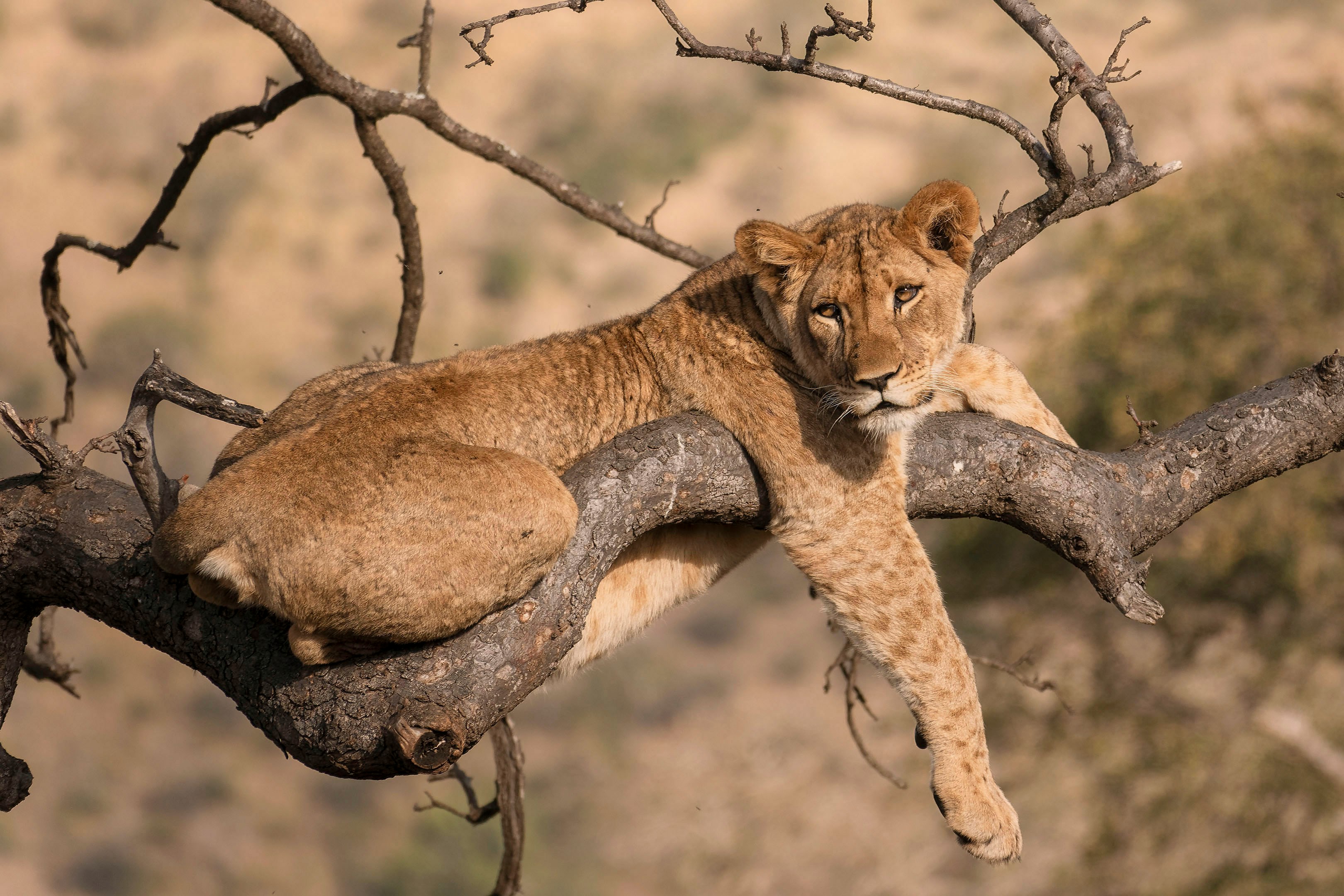 Transfer to Serengeti – From Highlands to Plains