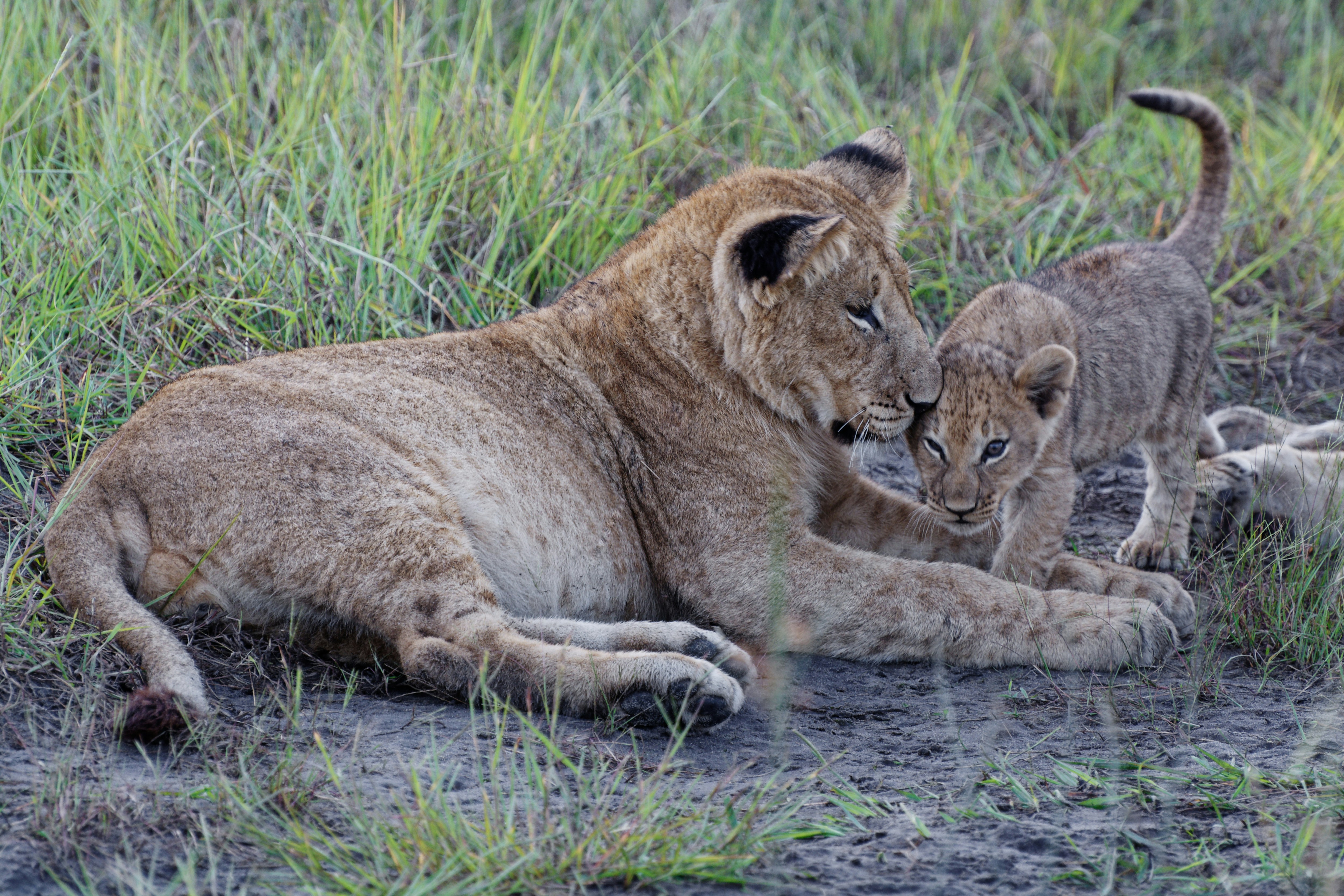 Serengeti Plains – Begin the Love Story with Lions