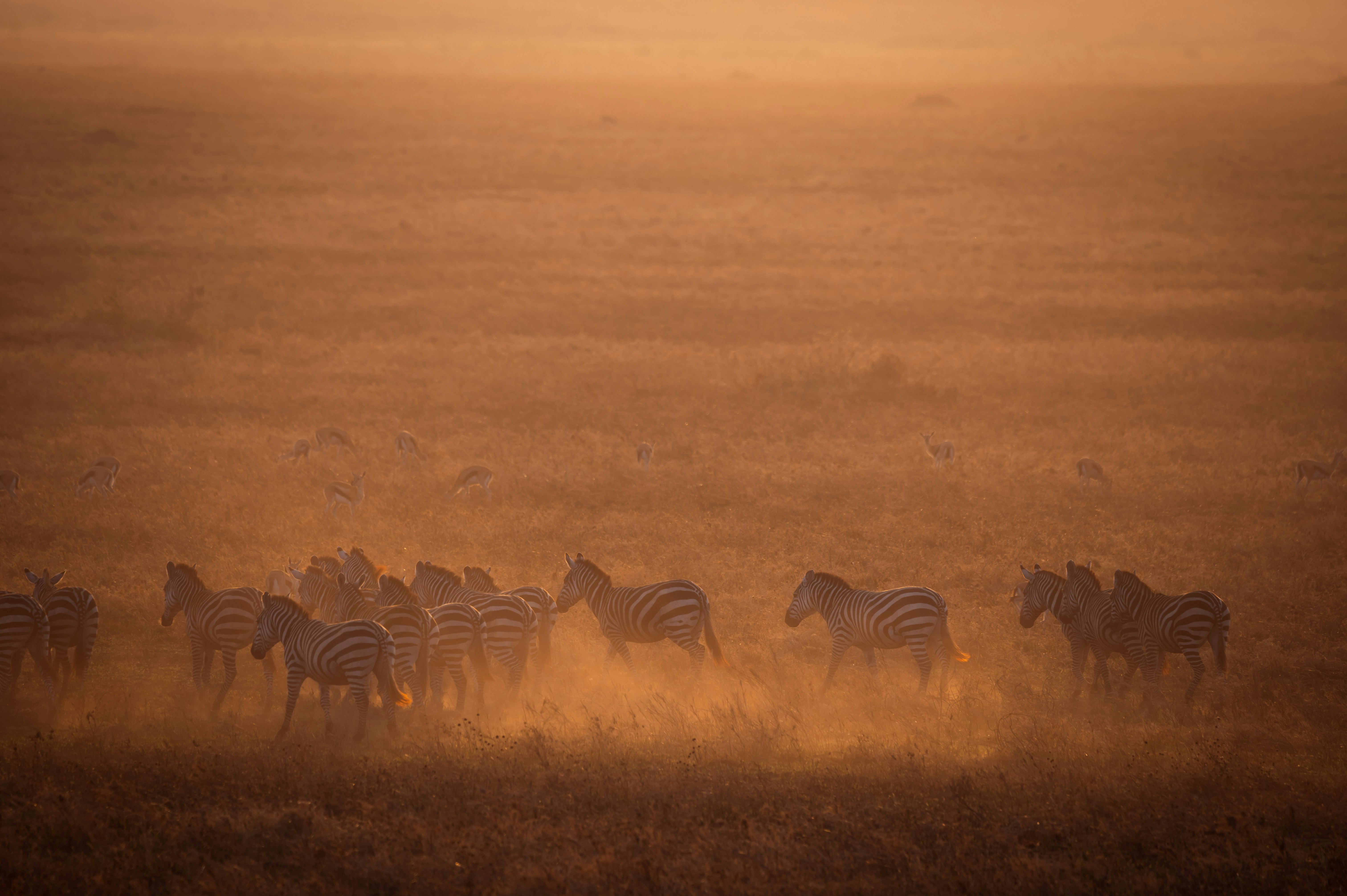 Serengeti Safari Begins – Into the Heart of the Wild