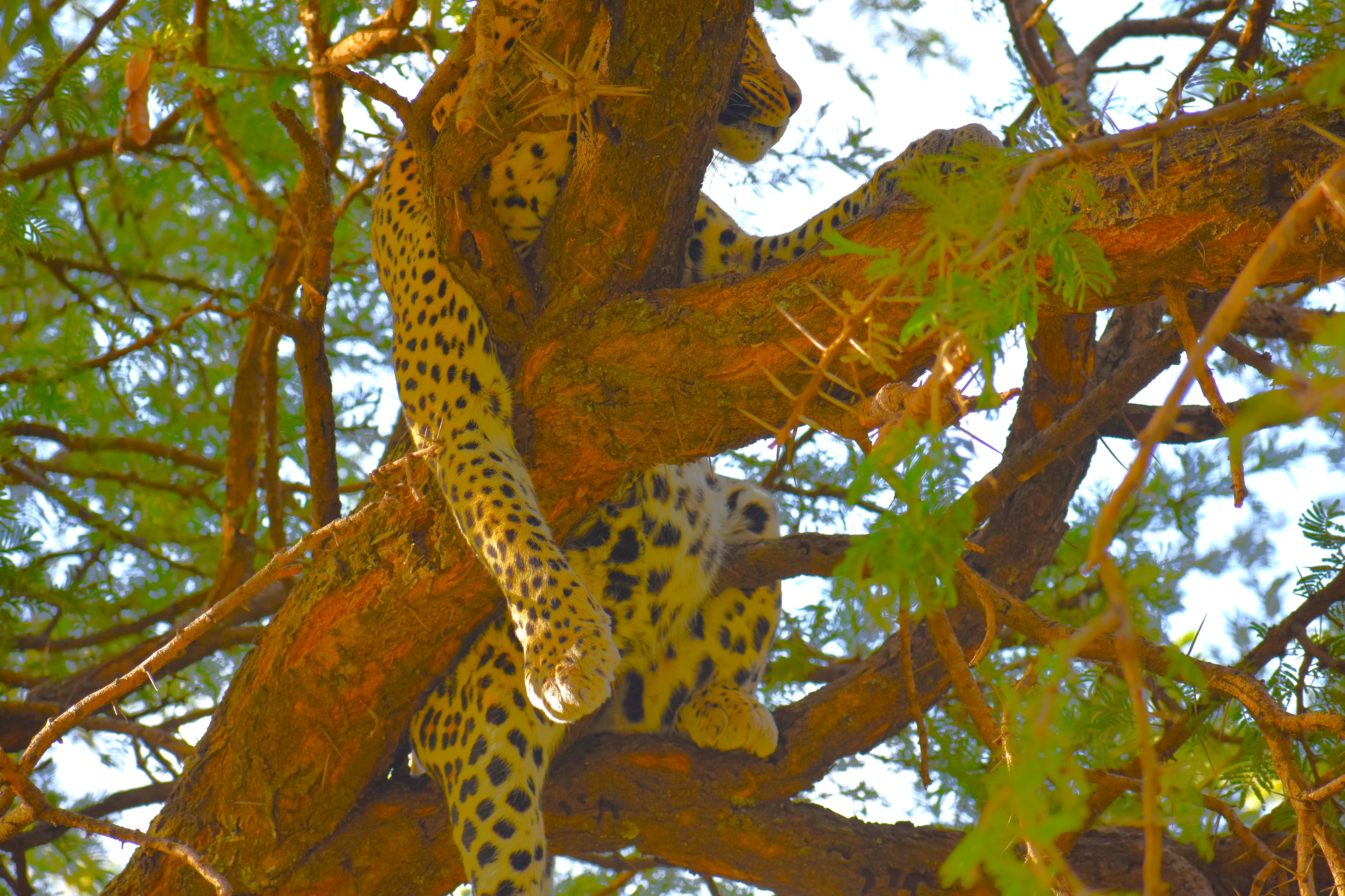 Serengeti National Park (Central & Eastern Corridors)