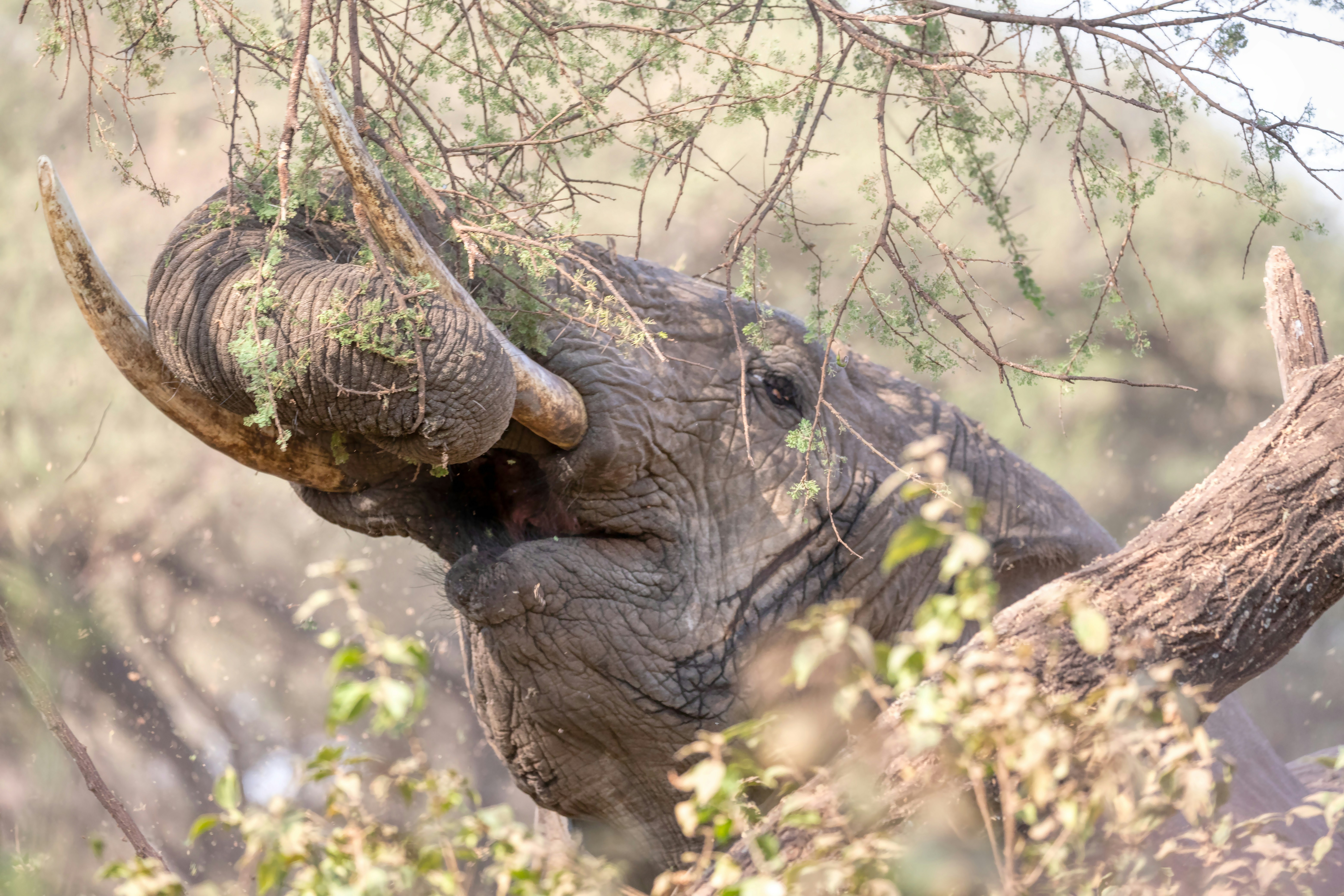 Tarangire National Park – Baobabs, Elephants & Savannahs — Tarangire